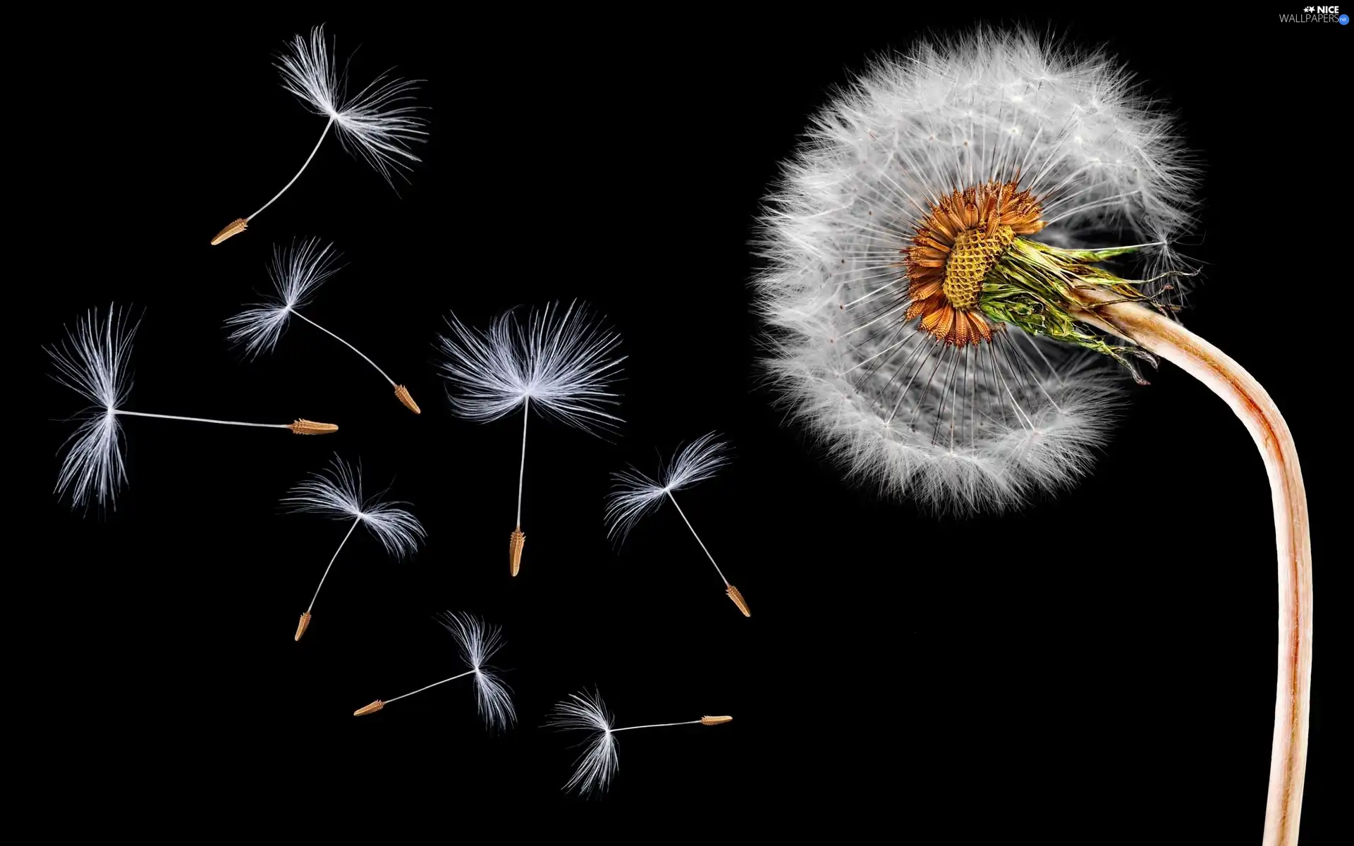 Common Dandelion, black background, dandelions, Close