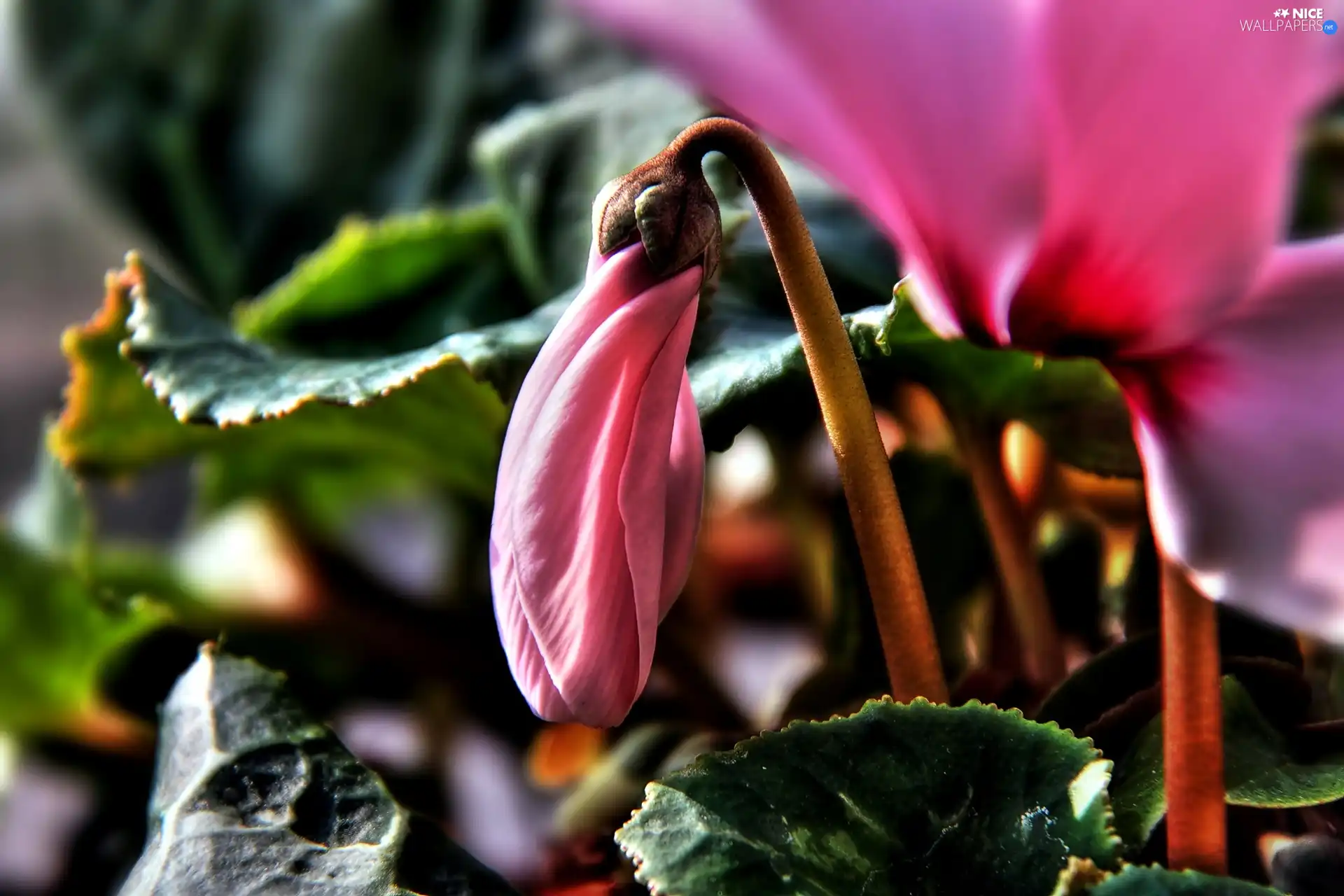 Cyclamen, leaf, Close, doughnut