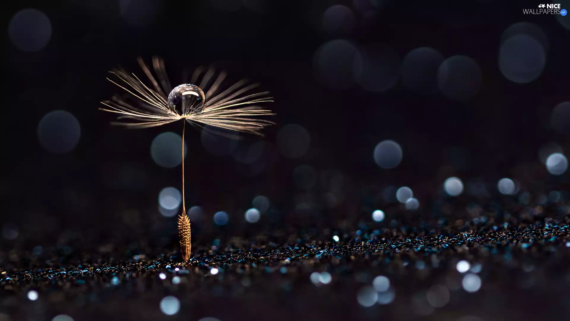 Bokeh, Close, Dandelion, drop, Achaenium