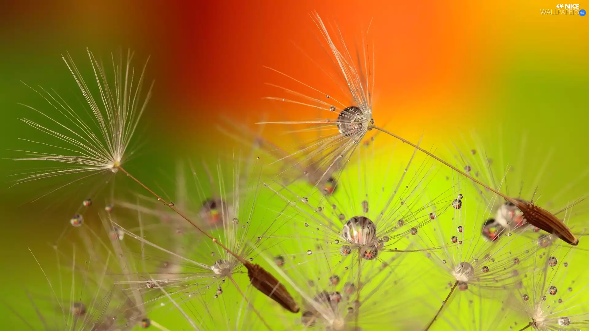 drops, Close, dandelion, dandelion, Achenes