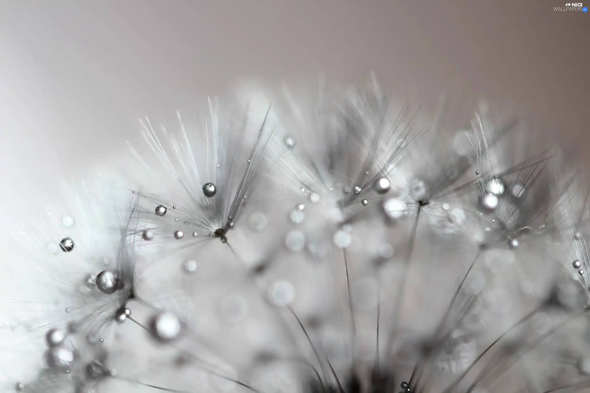 Close, dandelion, drops