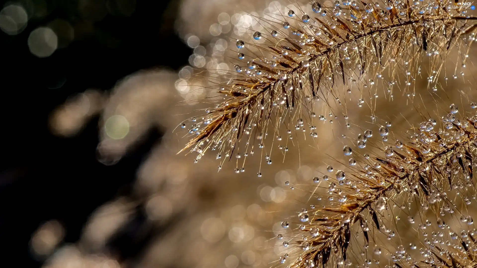 Close, Plants, drops