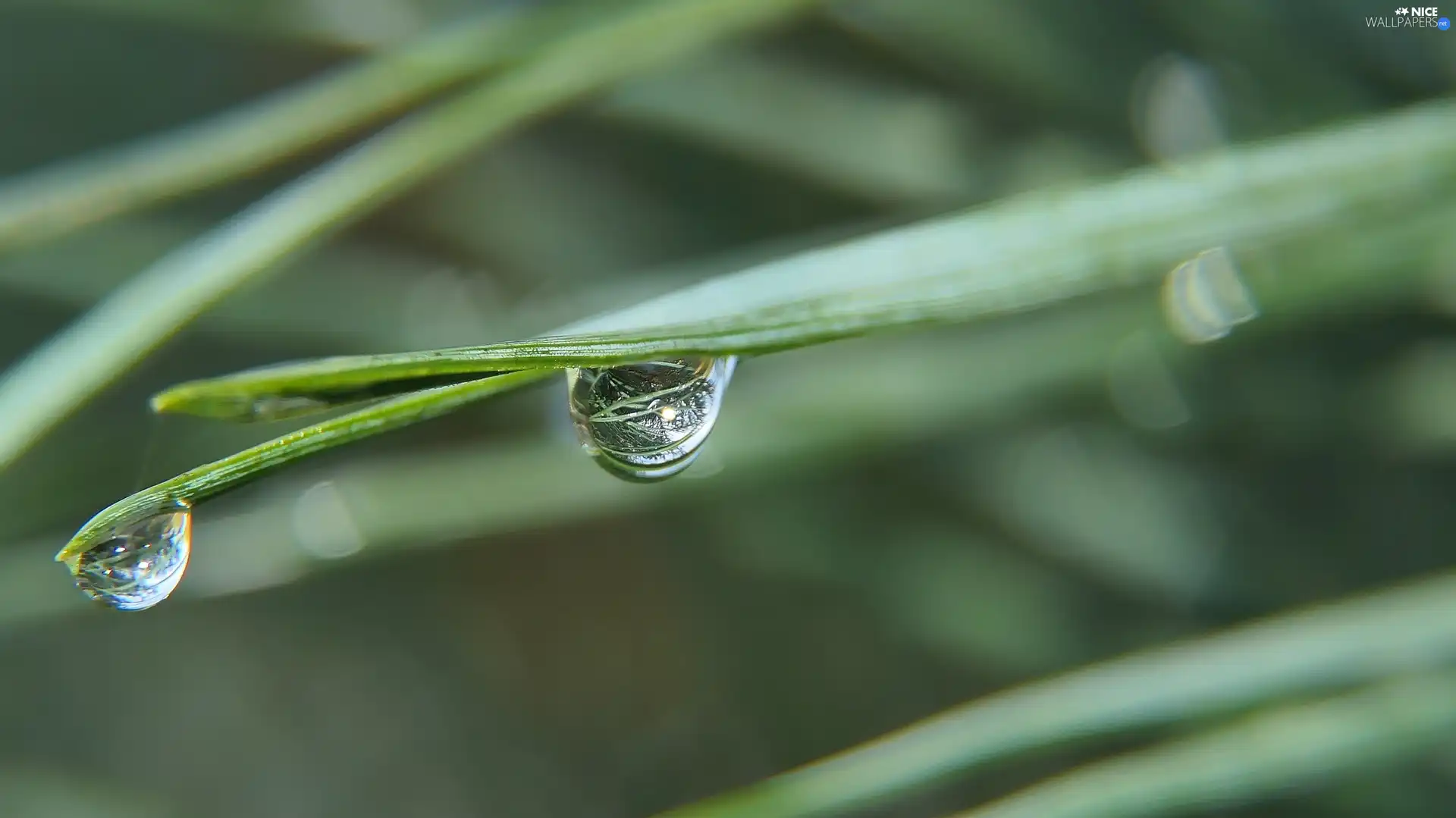 needles, Close, drops, conifer, Two