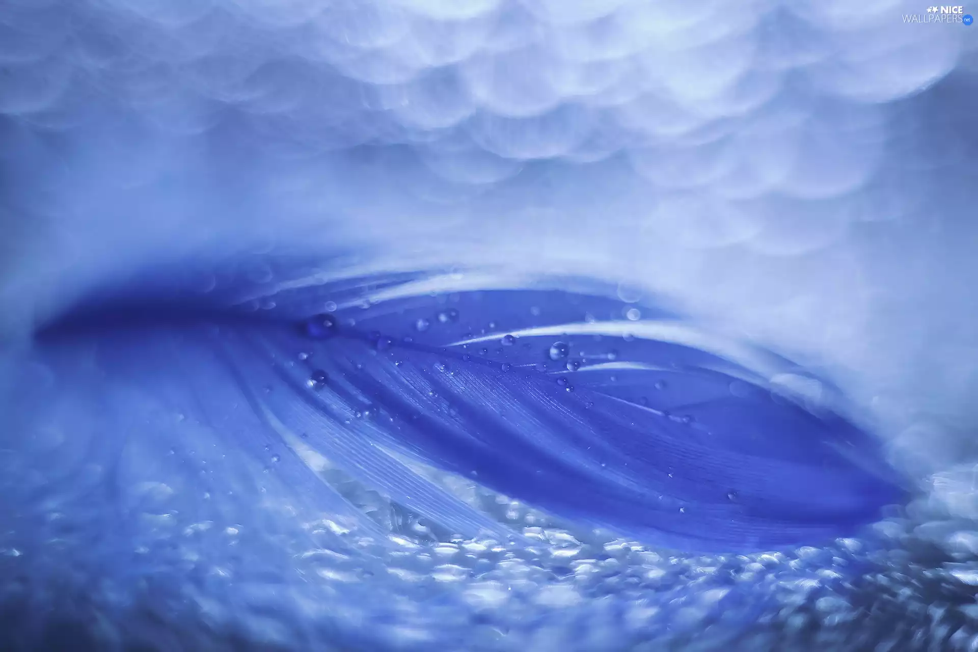 water, Close, feather, drops, Blue