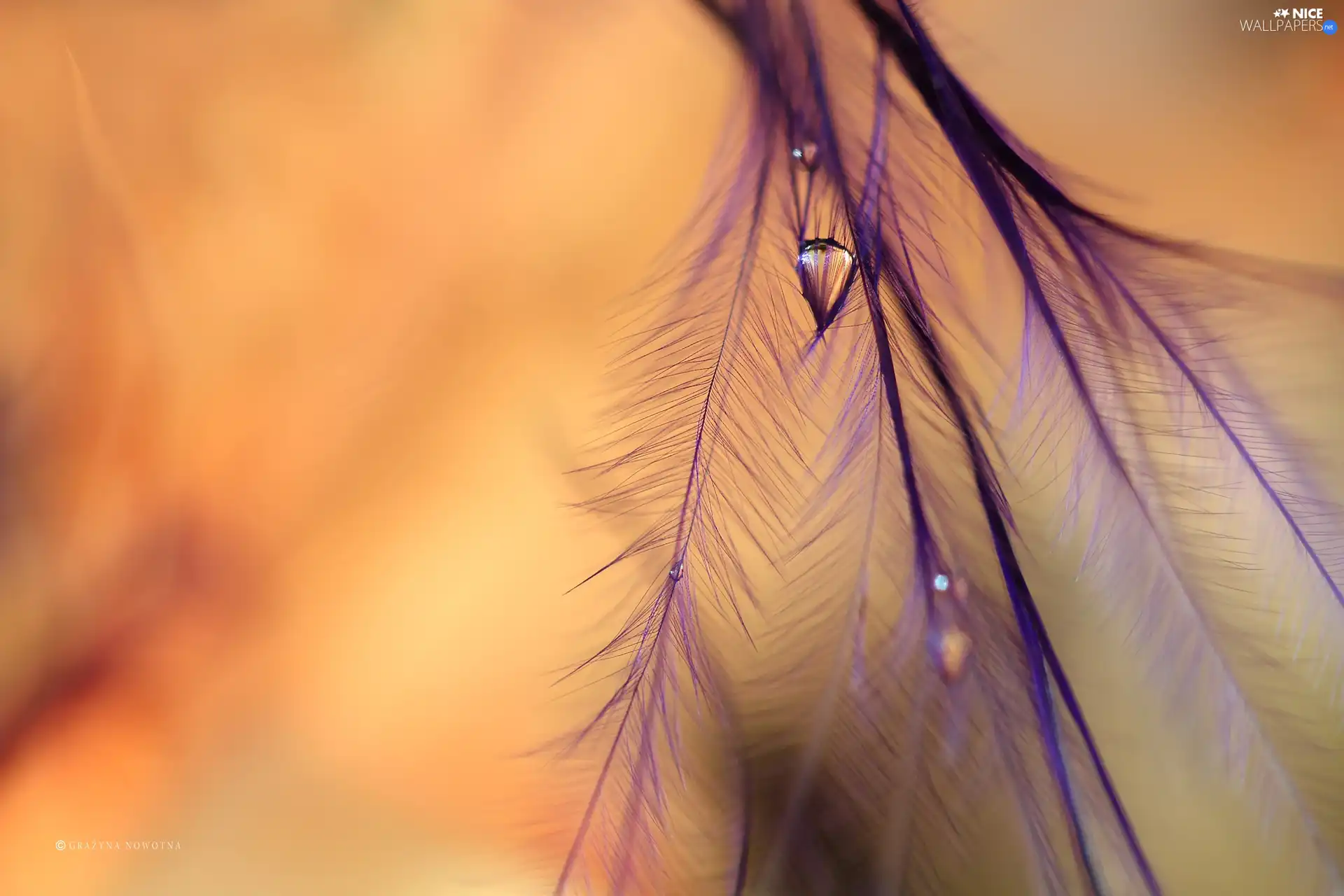 feather, drop, Close, purple