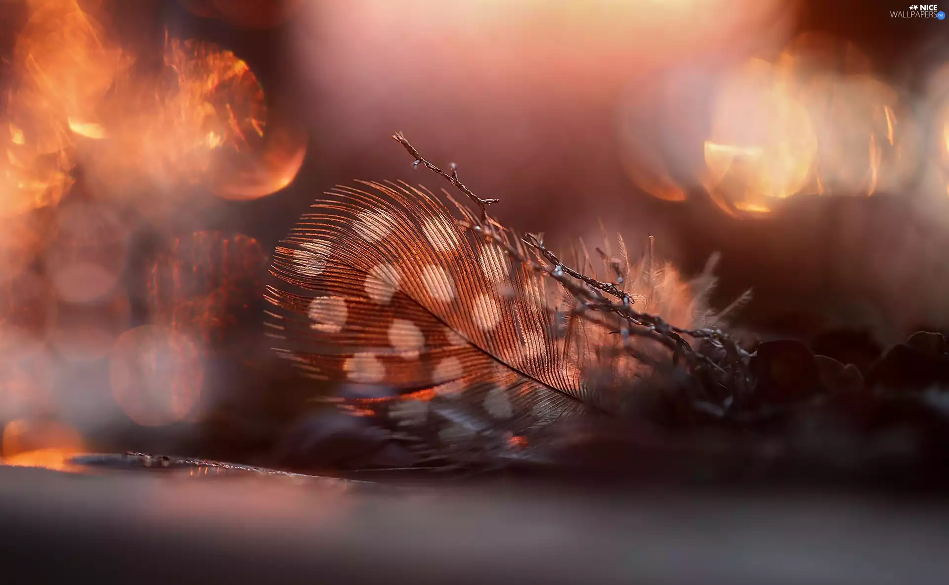 Close, illuminated, feather