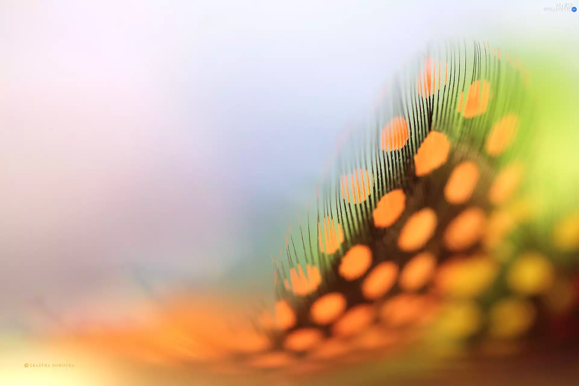 Close, Orange, feather