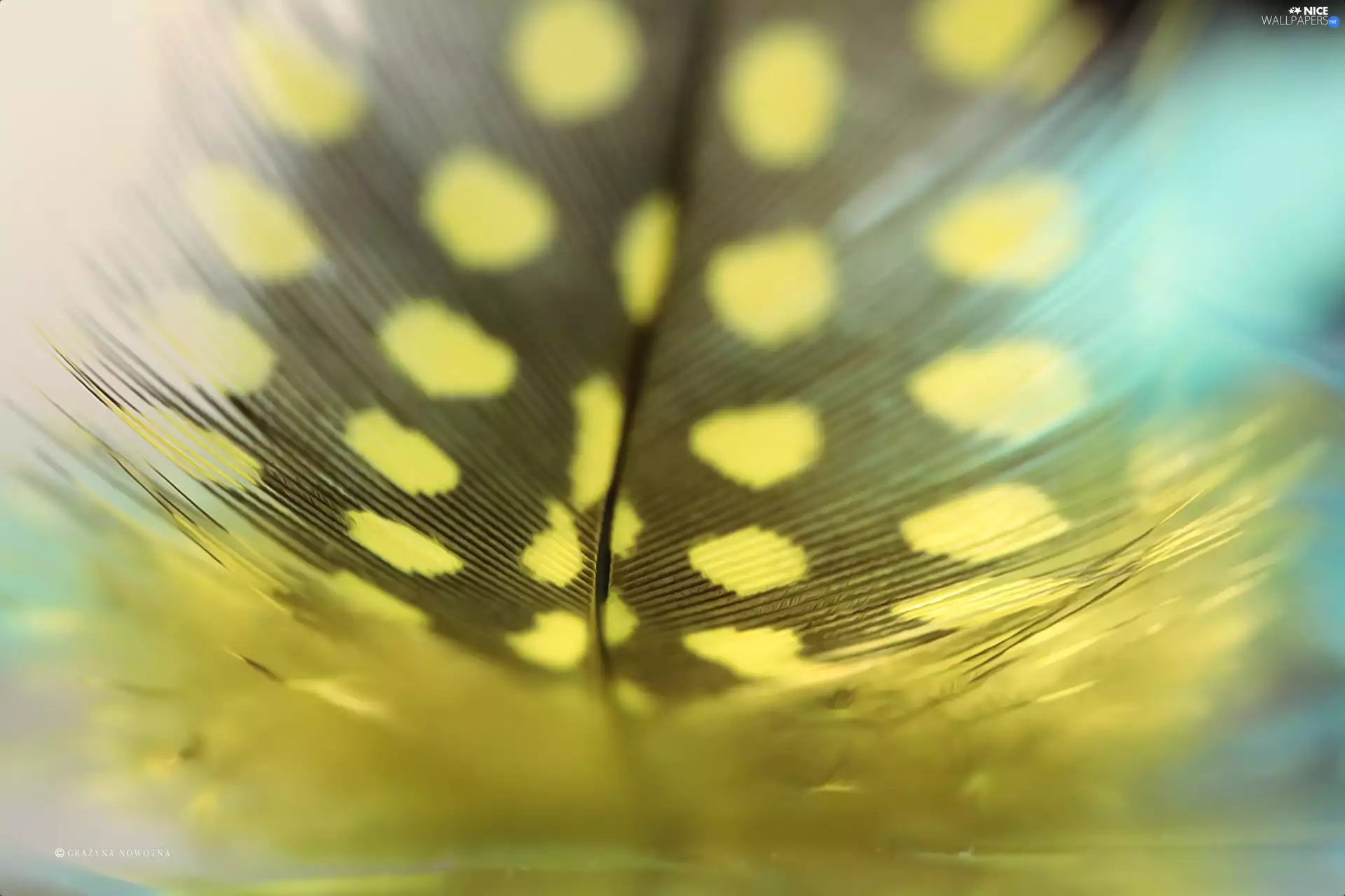 Close, Yellow, feather