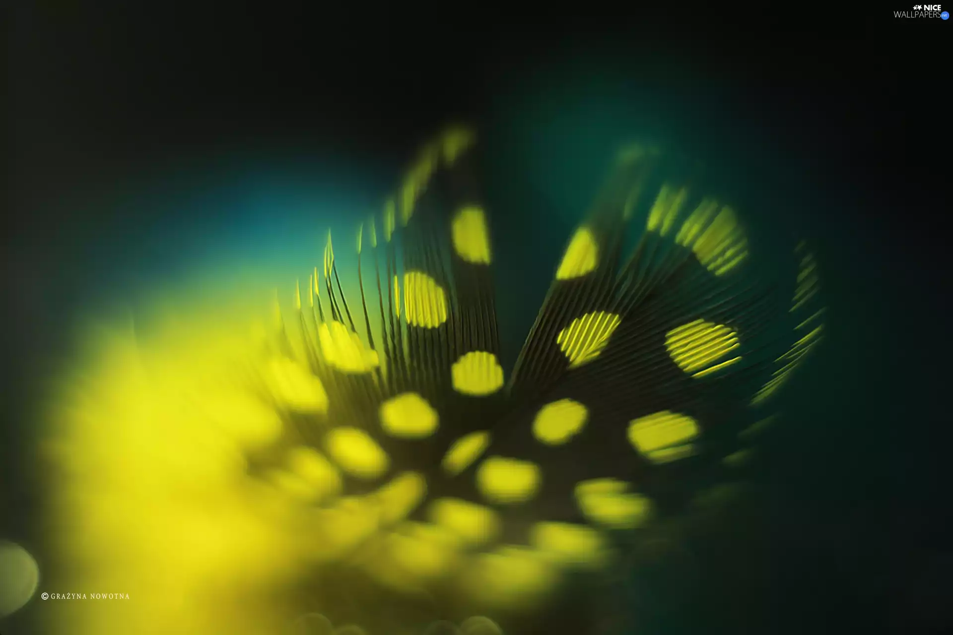 Close, Yellow, feather