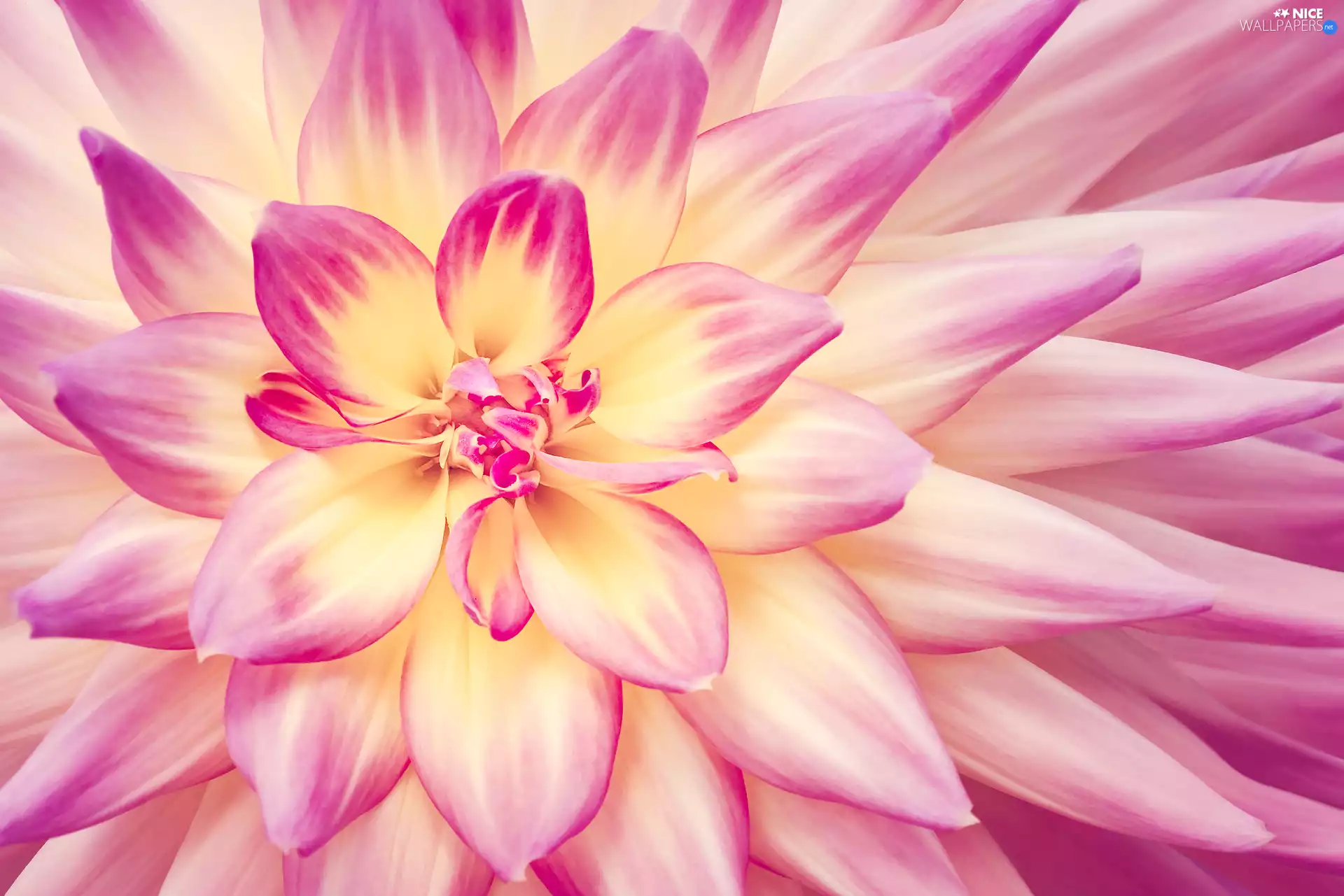 Close, Dalia, flakes