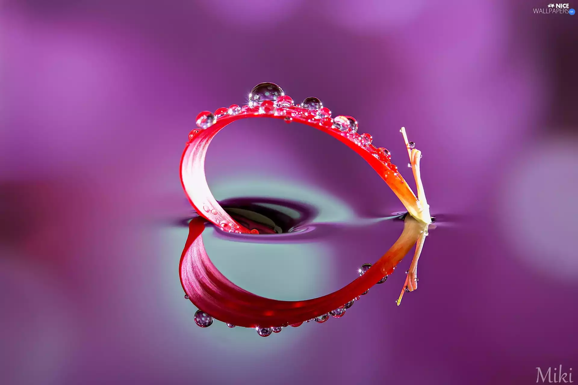 reflection, Close, flower, drops, petal