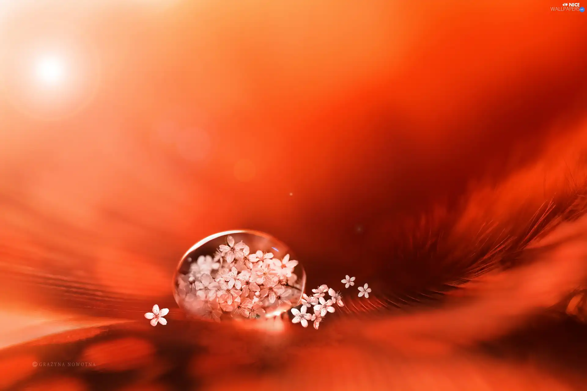 Close, Flowers, Red, feather, drop