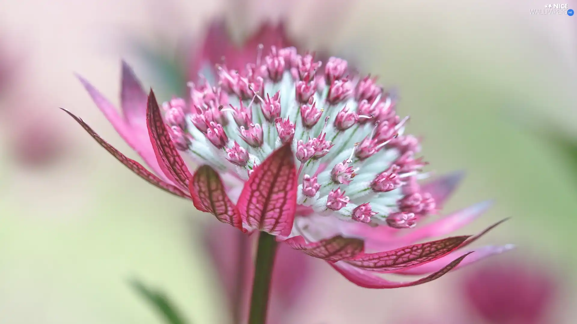 Pink, Great Masterwort, Close, Colourfull Flowers