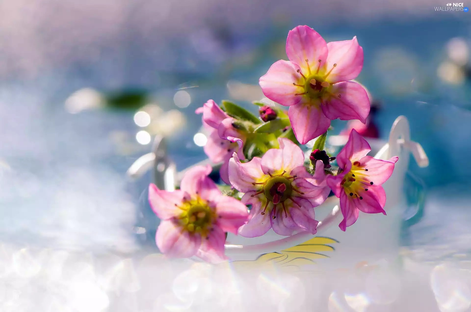 Close, Pink, Flowers