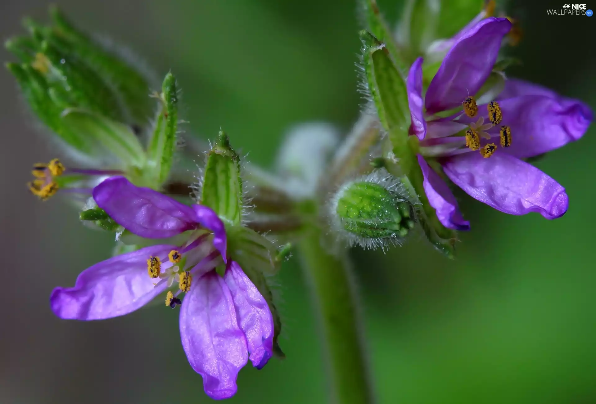 Close, purple, Flowers