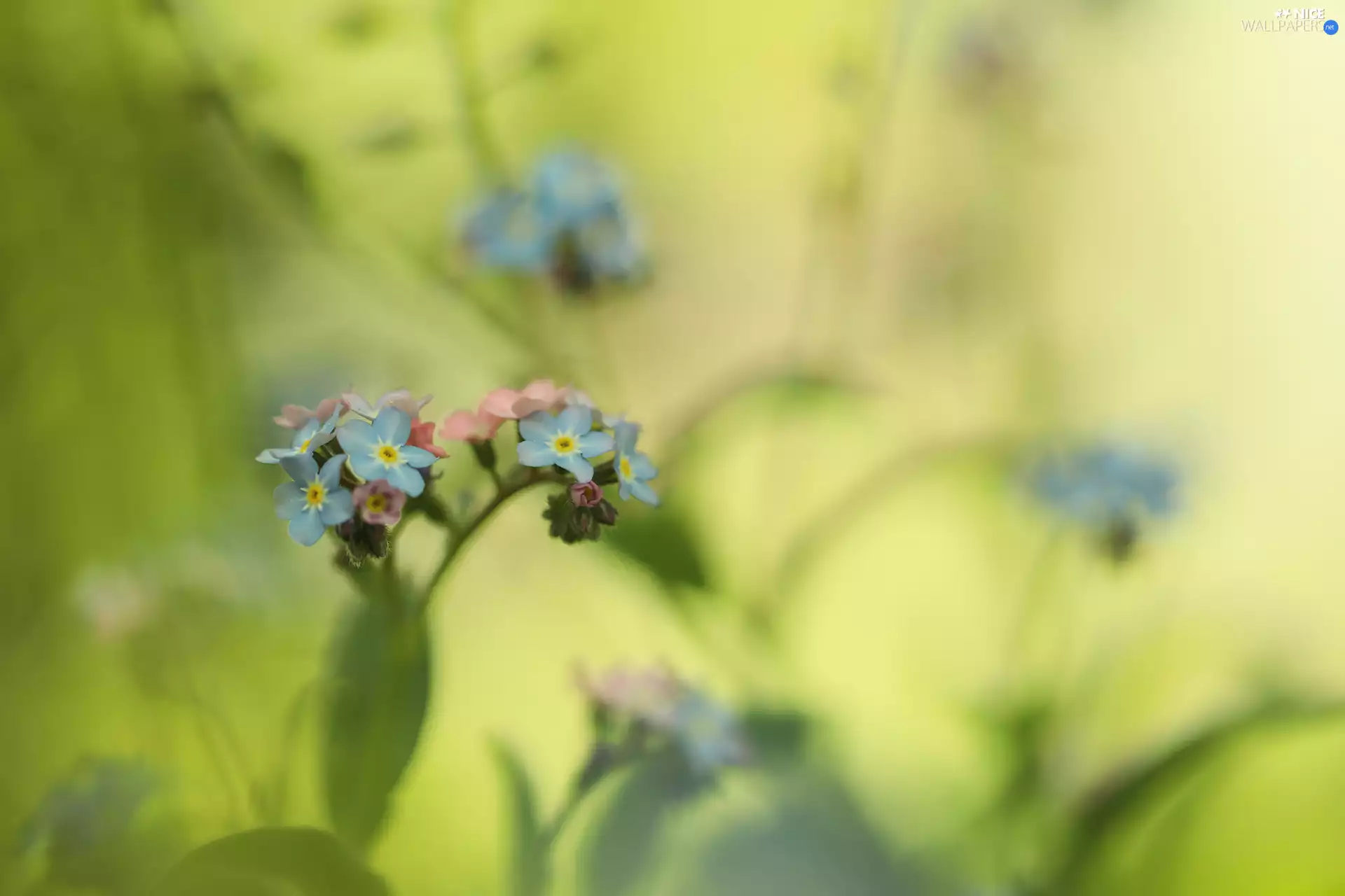 Forget, Flowers, Blue, Close