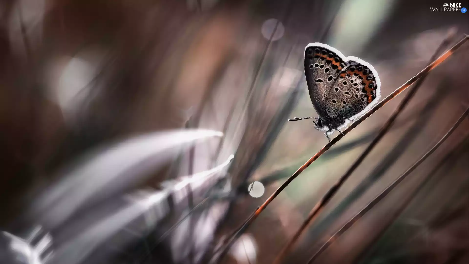 Close, butterfly, grass