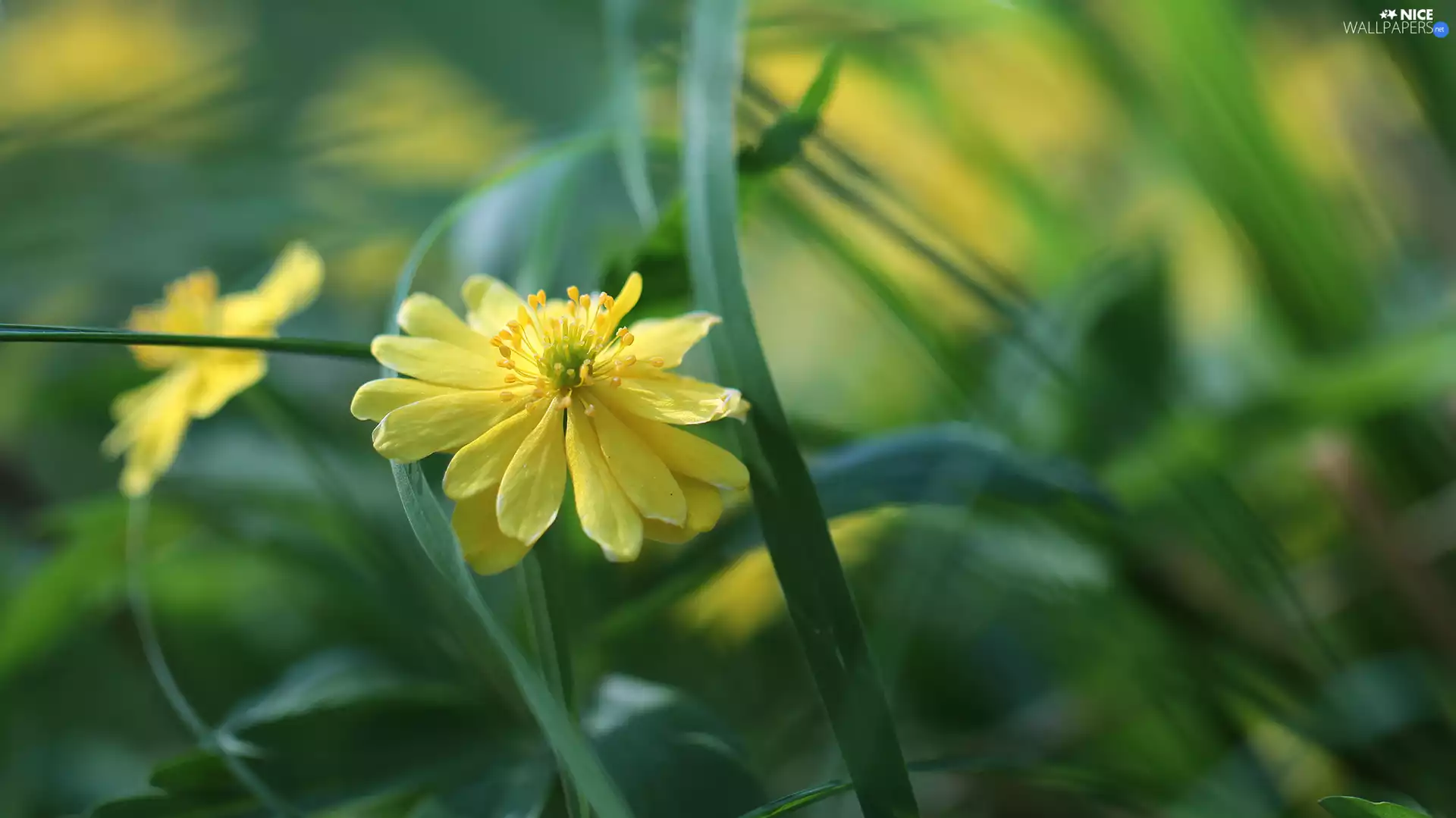Yellow, Close, grass, Colourfull Flowers