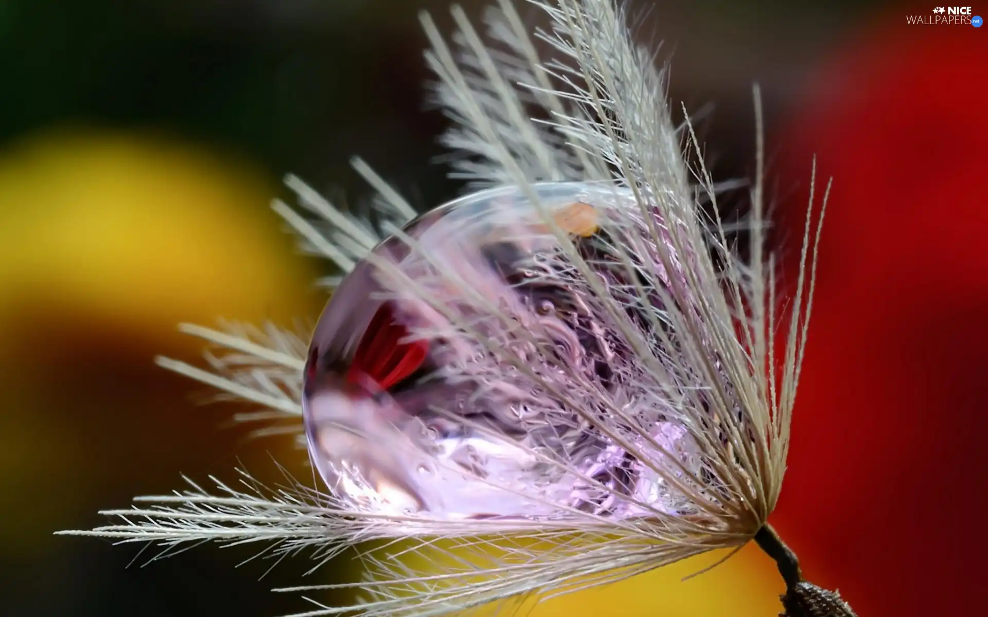 Spike of Grass, water, Close, drop