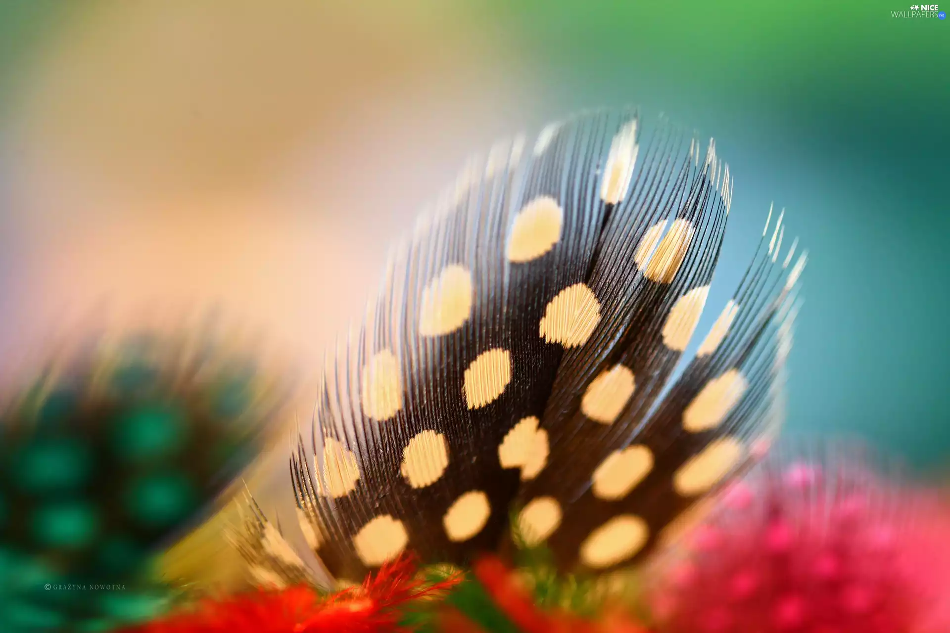 Guinea Fowl, feather, Close