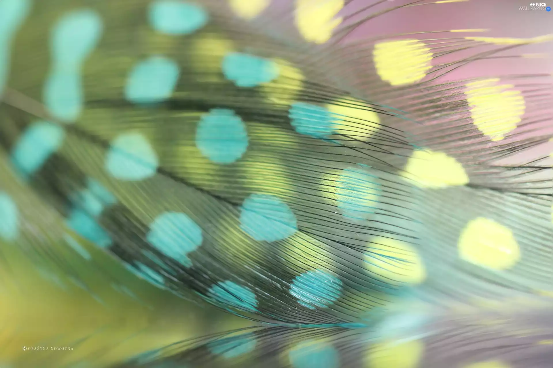 Guinea Fowls, pen, Close