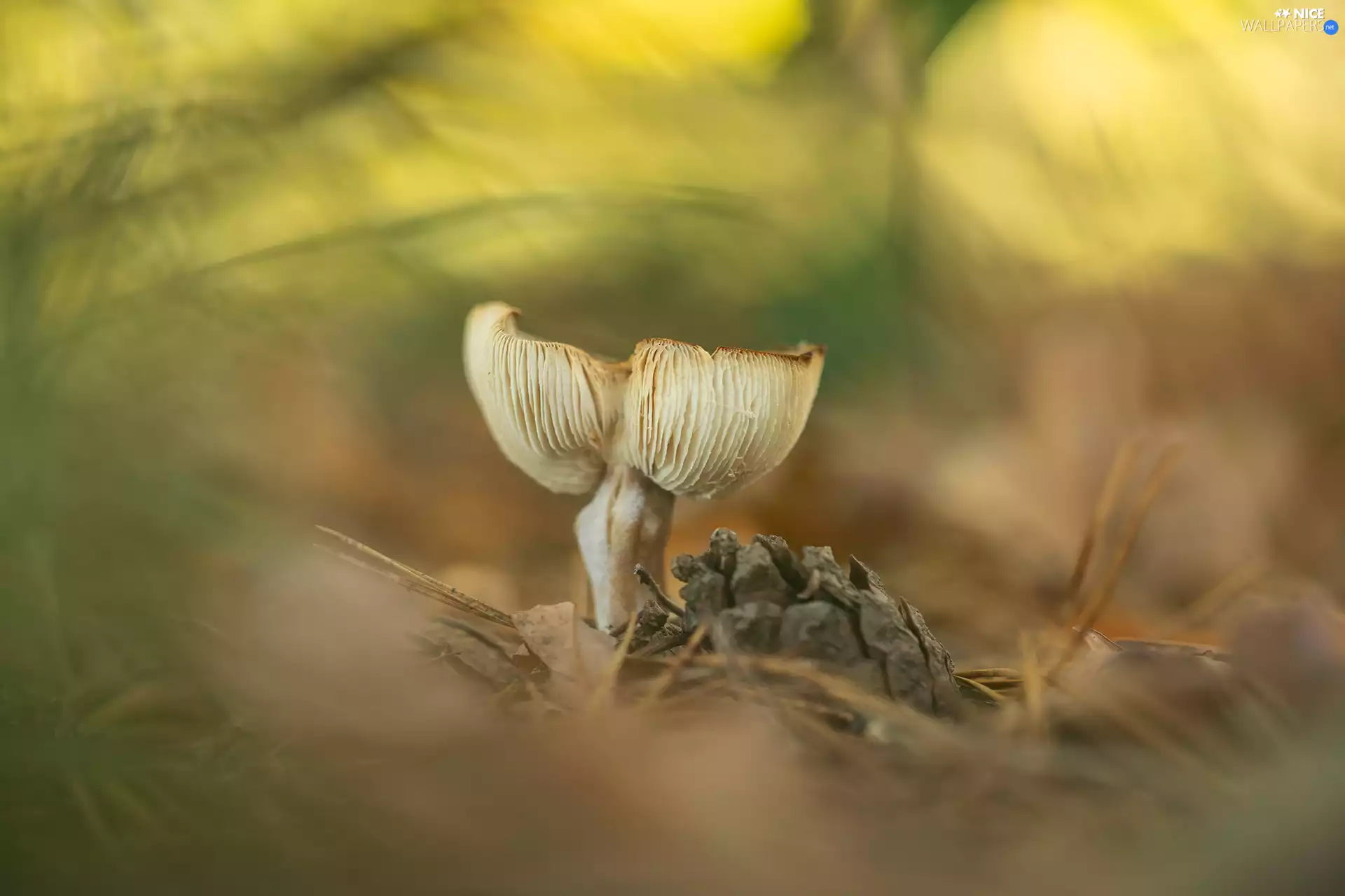 Close, Mushrooms, Hat