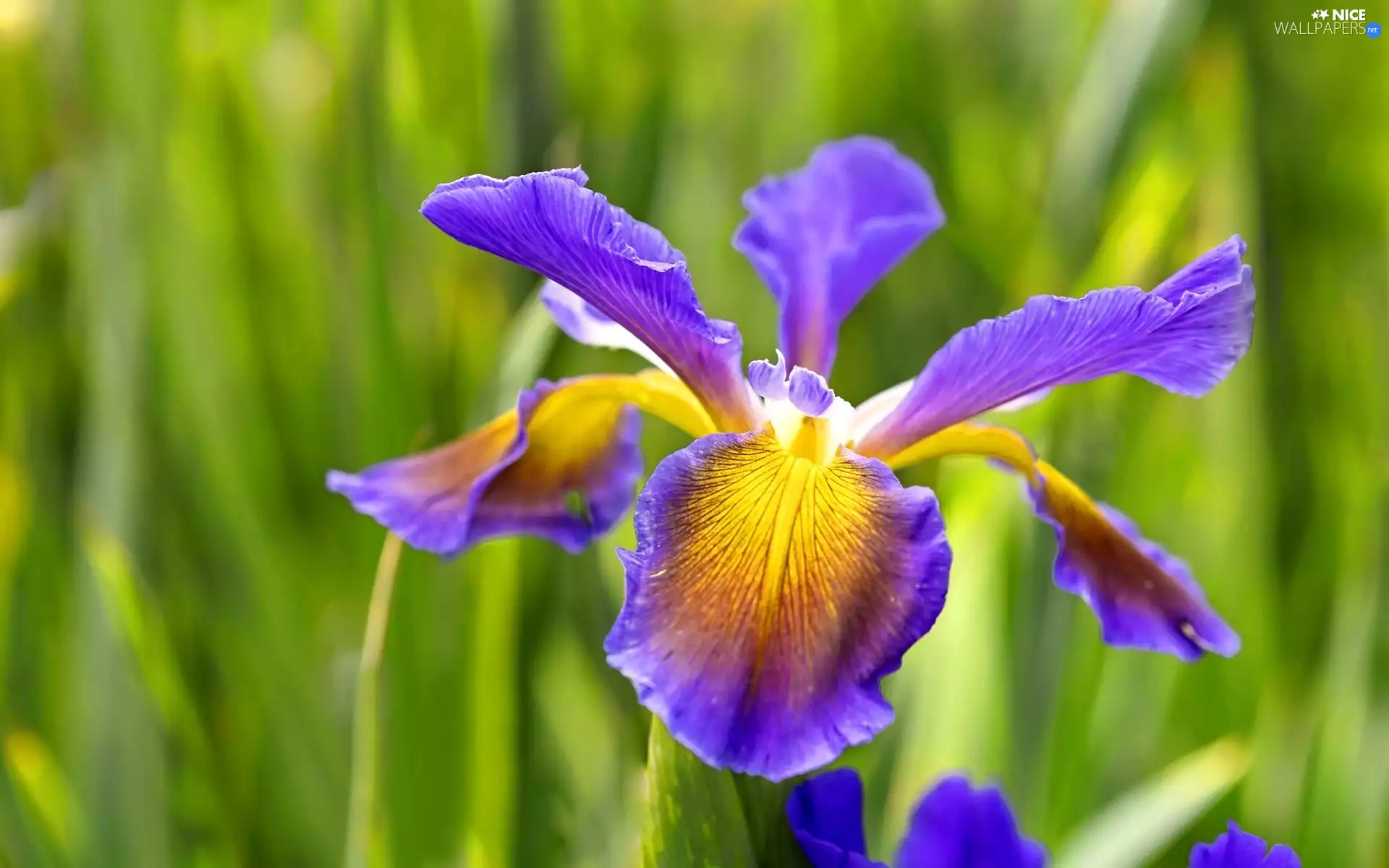 Close, Rainbow, iris
