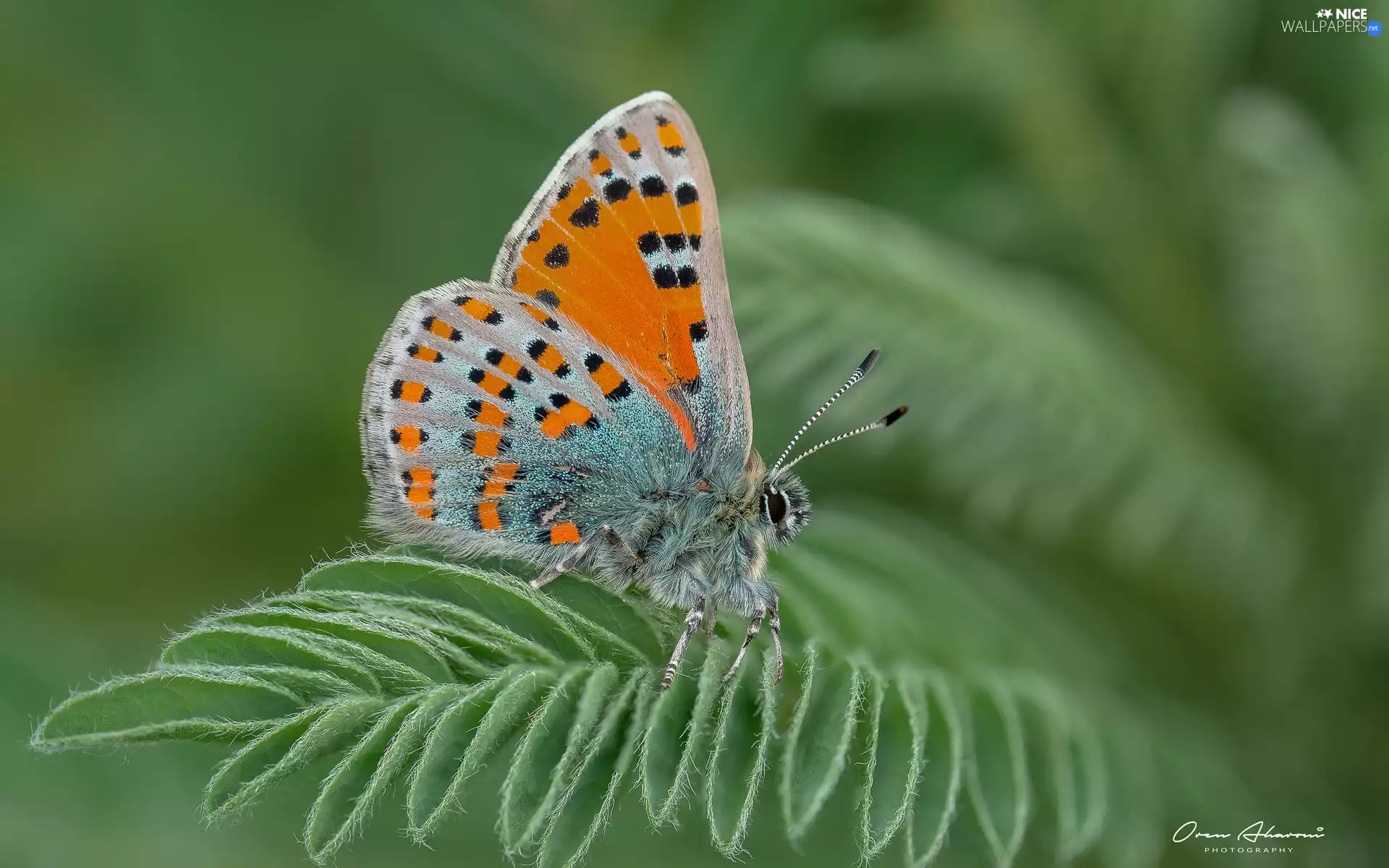 Close, butterfly, leaf