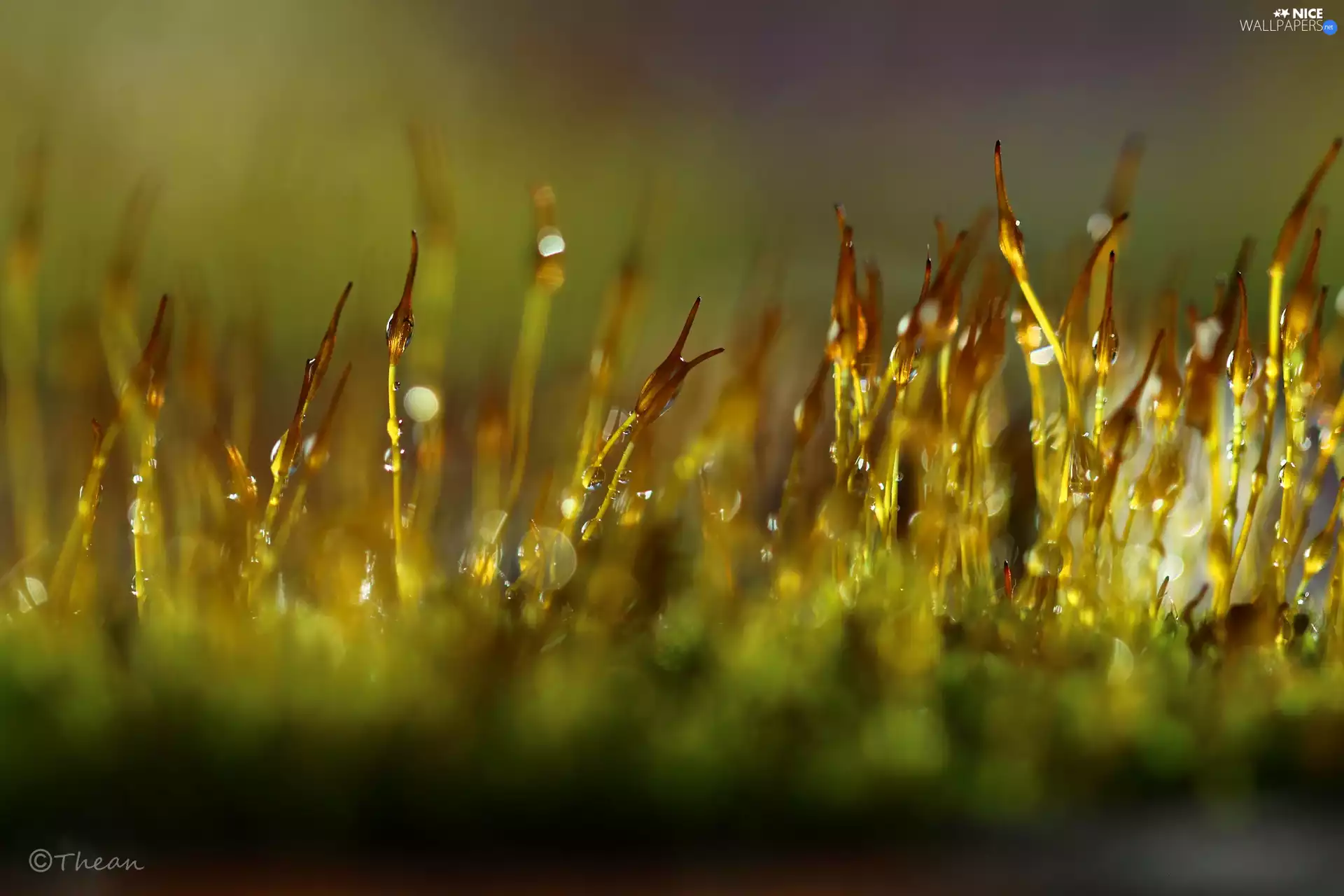 blades, mosses, Bokeh, Close, drops, lichens