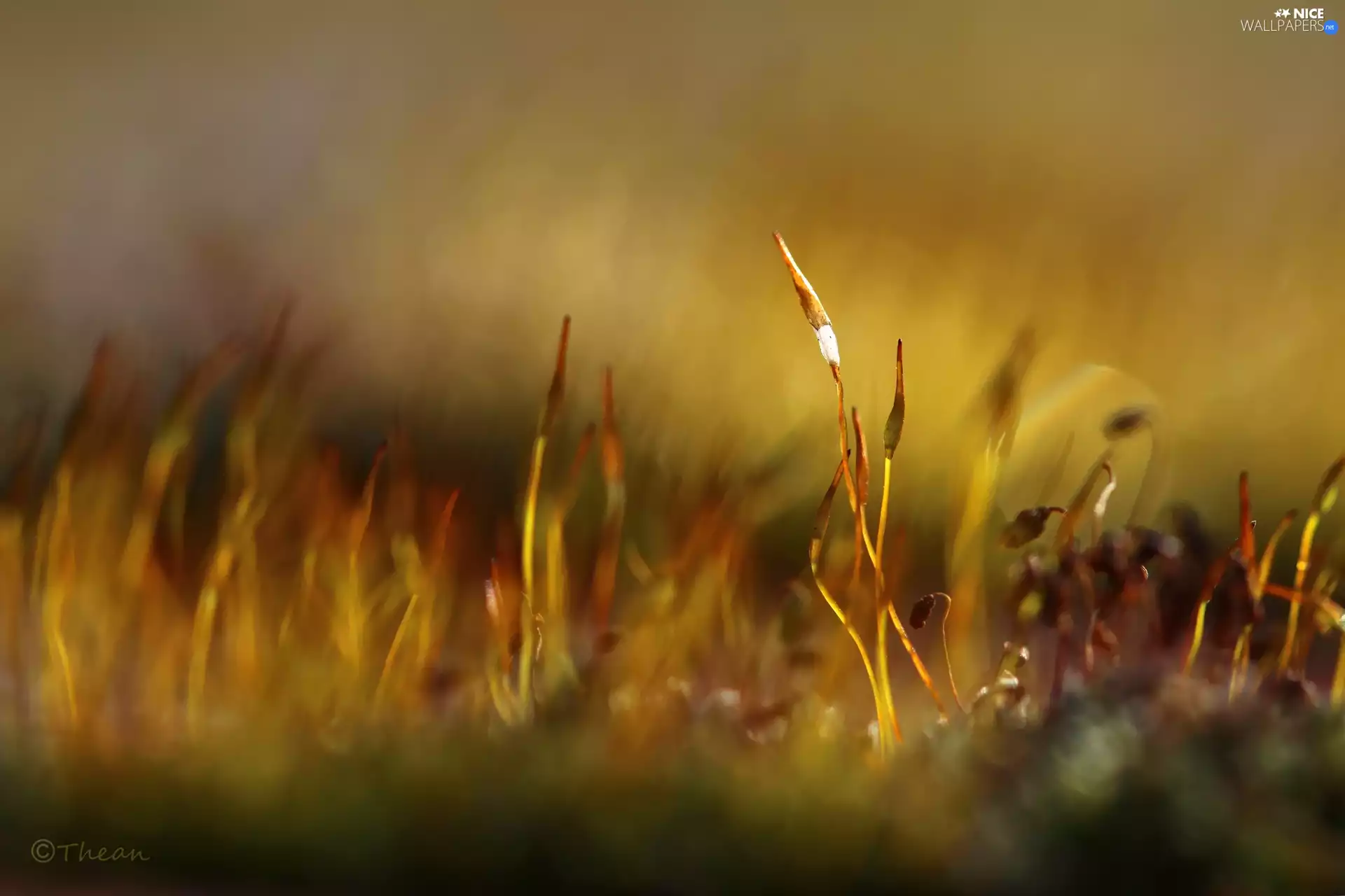 Close, mosses, lichens