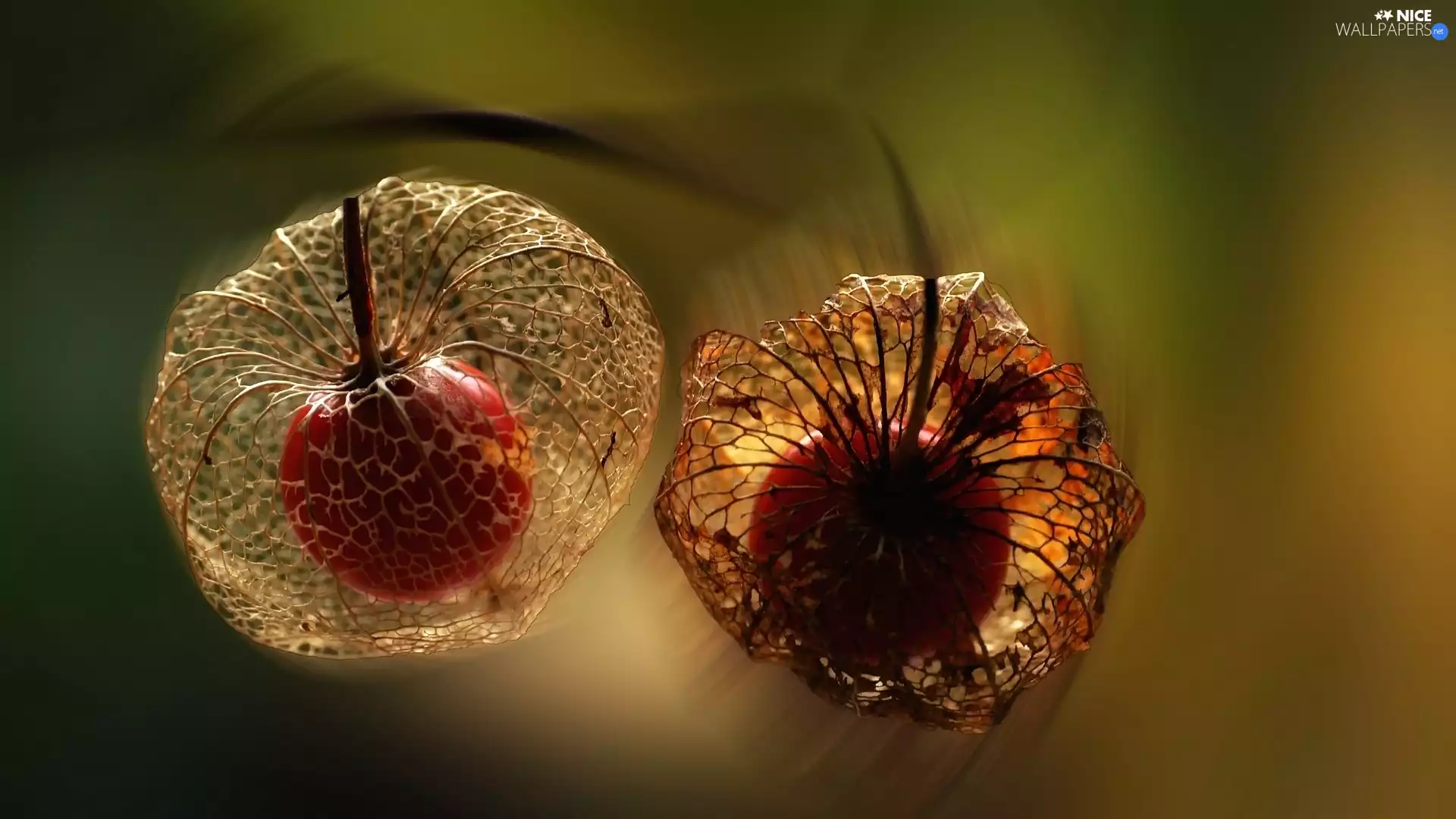 sun, physalis, luminosity, Close, flash, ligh