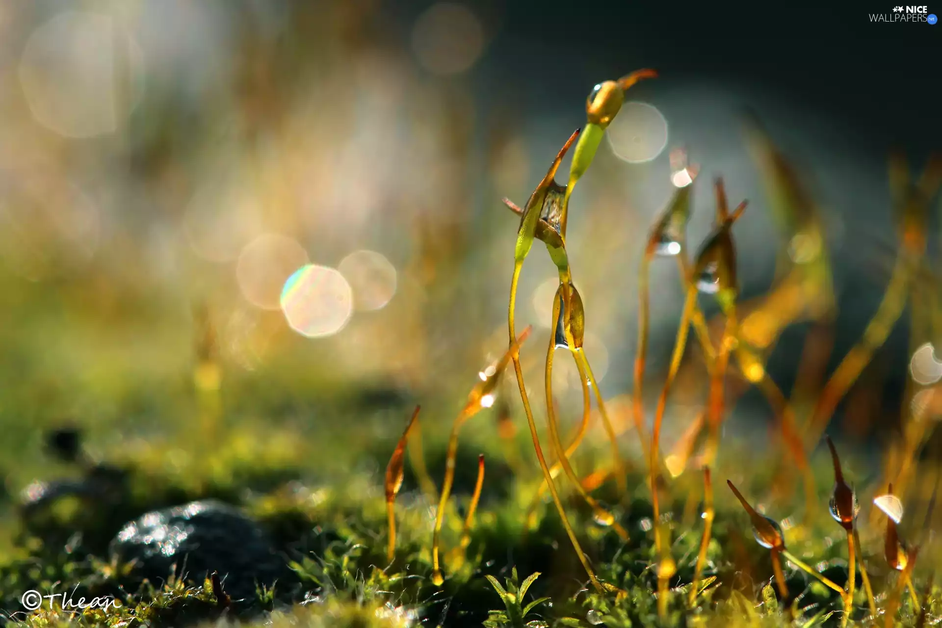 Moss, blades, Bokeh, Close