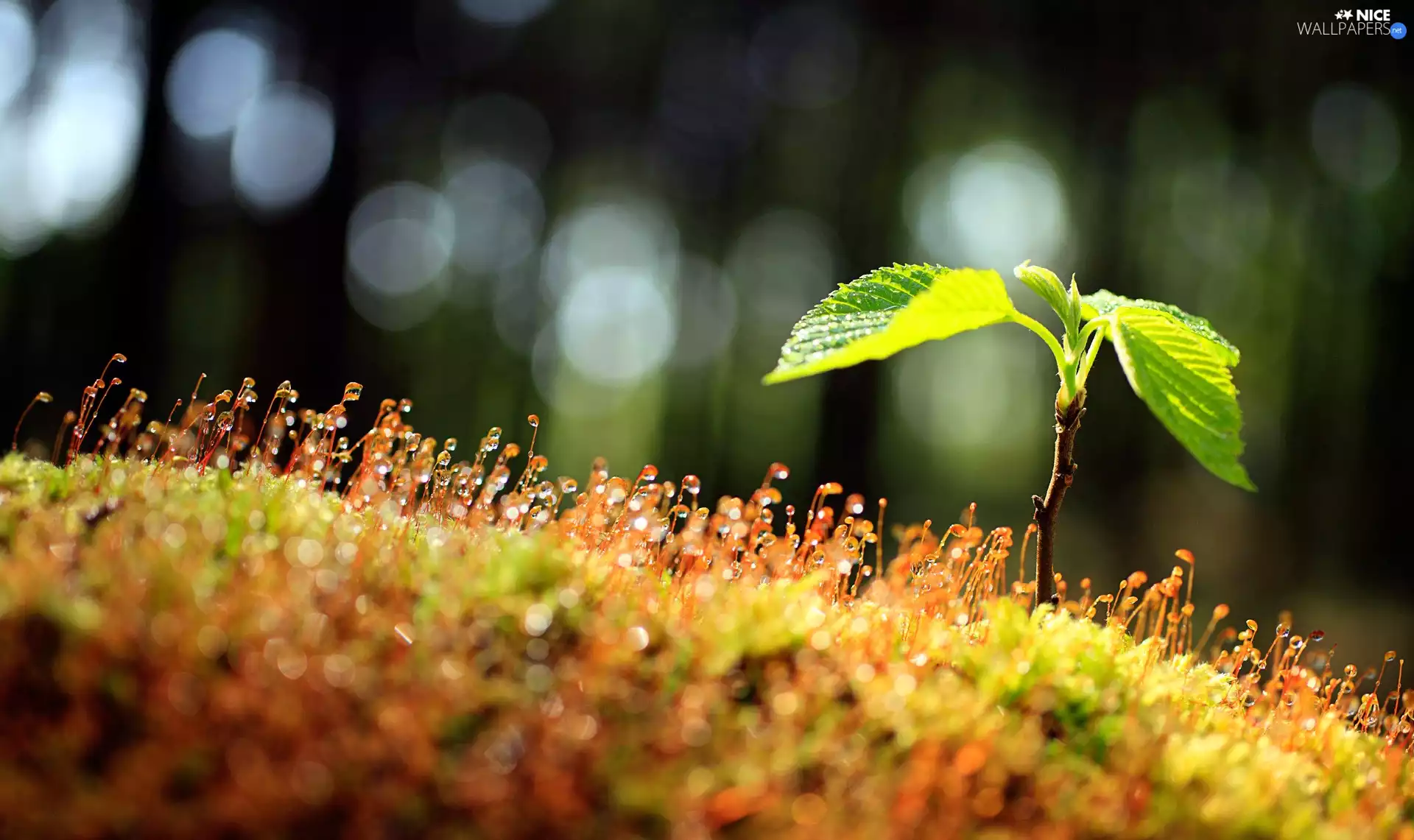 glamour, Close, Moss, drops, plant