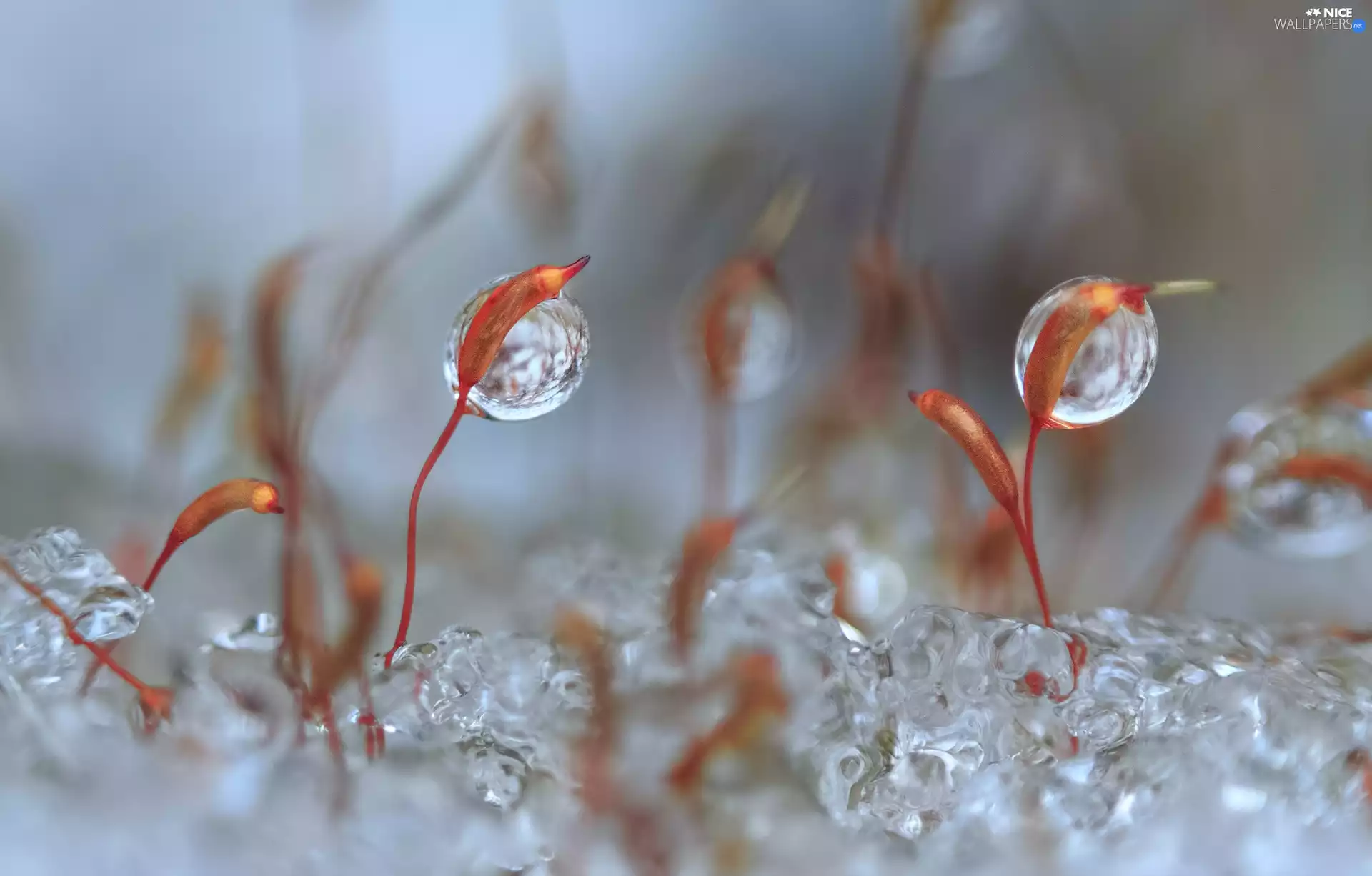 Plants, drops, blur, Close