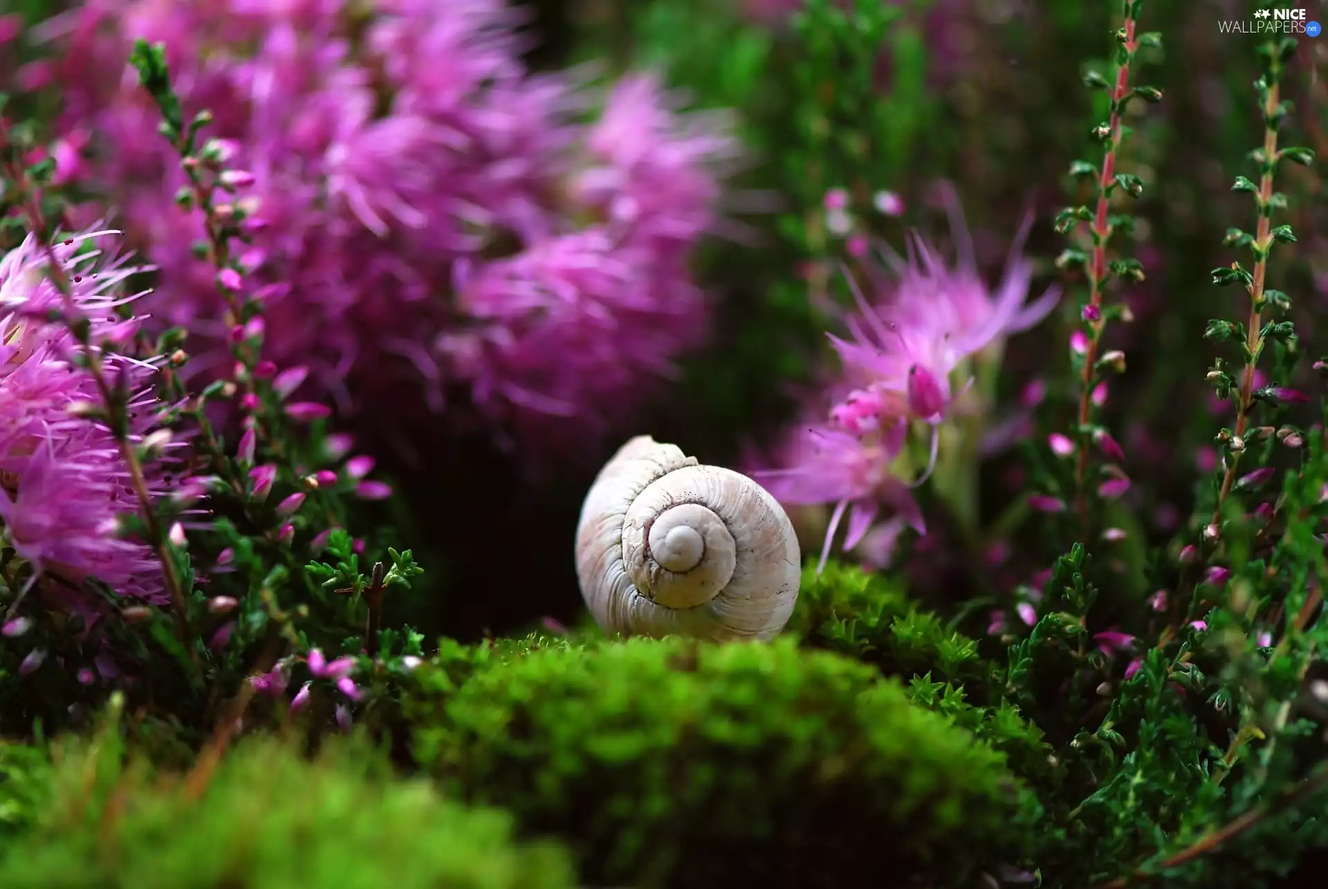 Close, shell, plants