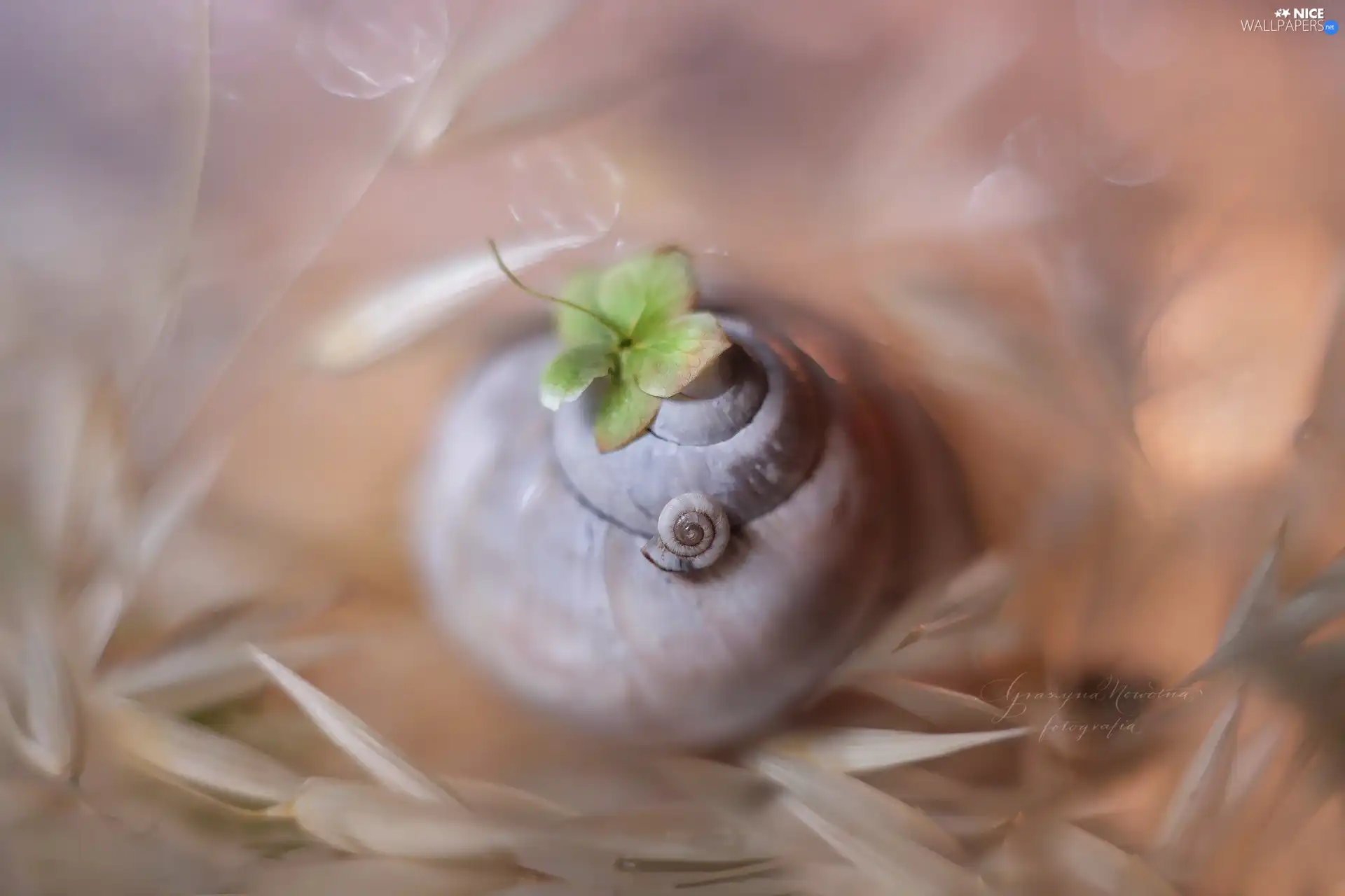 Close, Shells, Plants