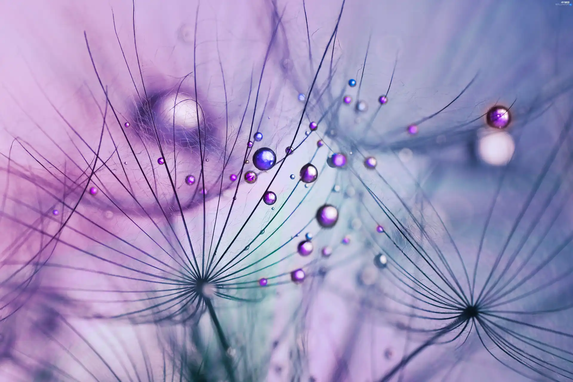 Tragopogon Pratensis, drops, Close, Violet