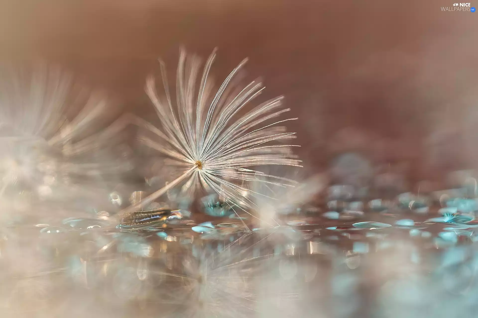 dandelion, Achaenium, water, Close, drops, puffball