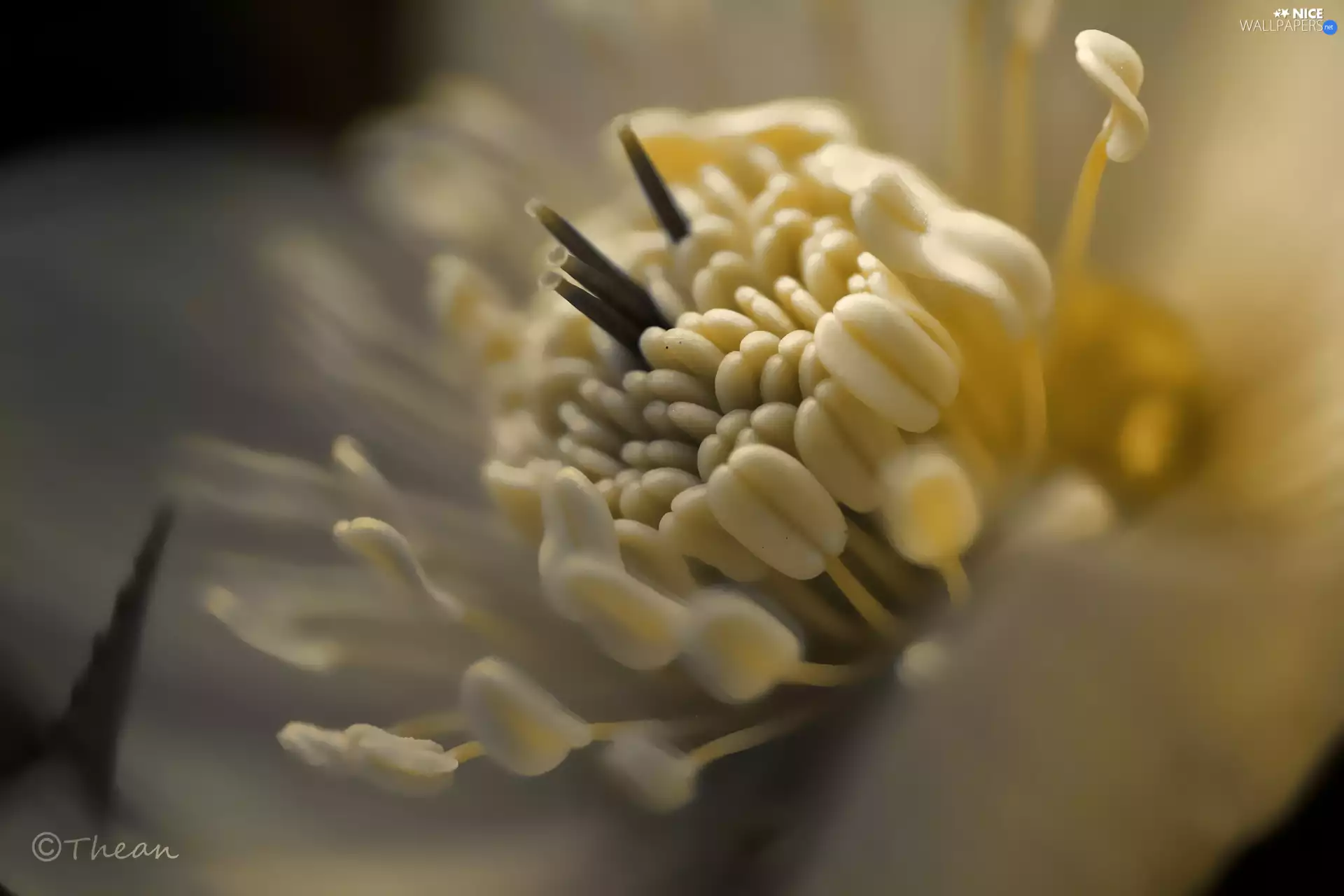 Close, anemone, rods