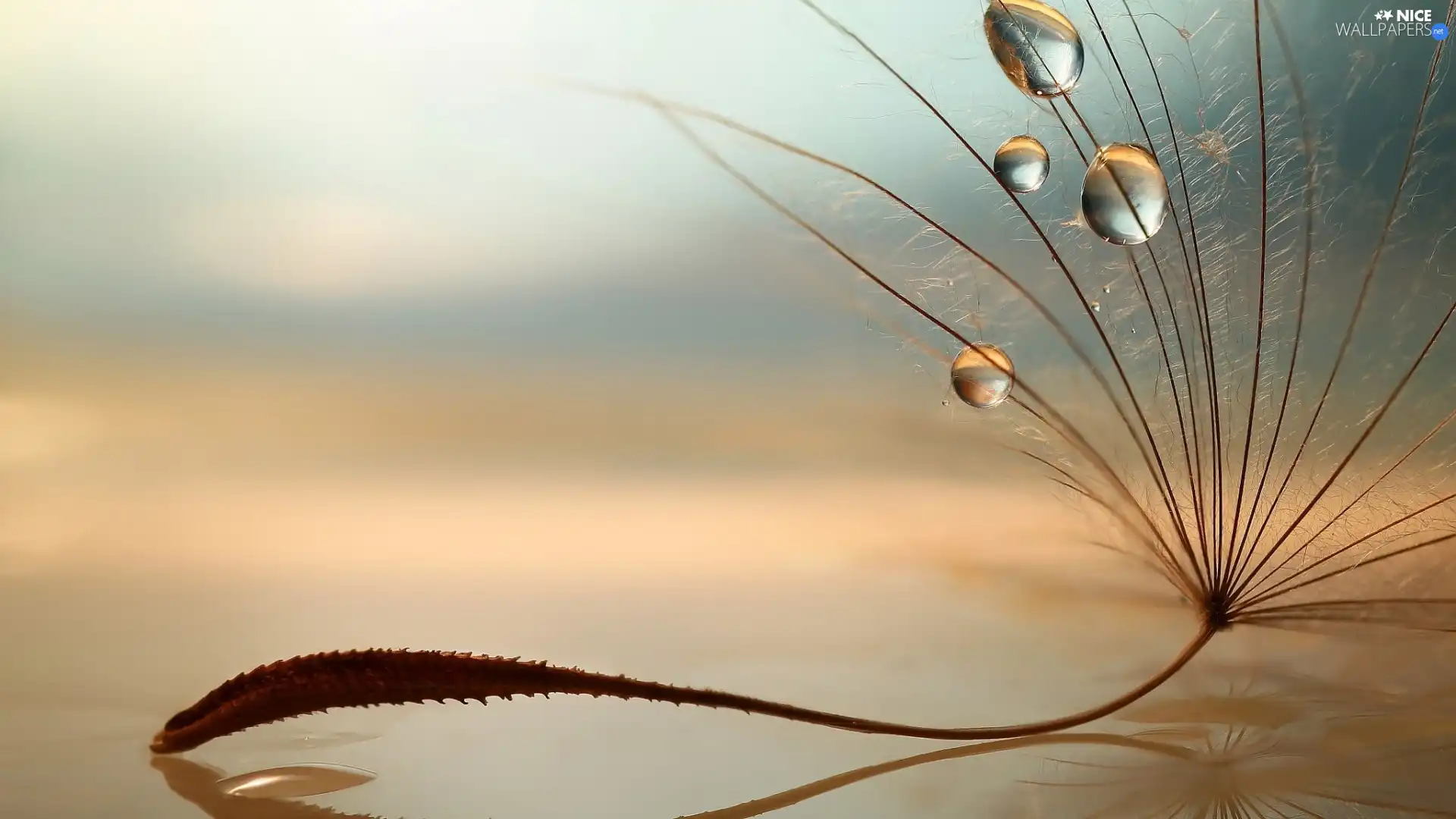 dandelion, drops, Close, Tragopogon Pratensis