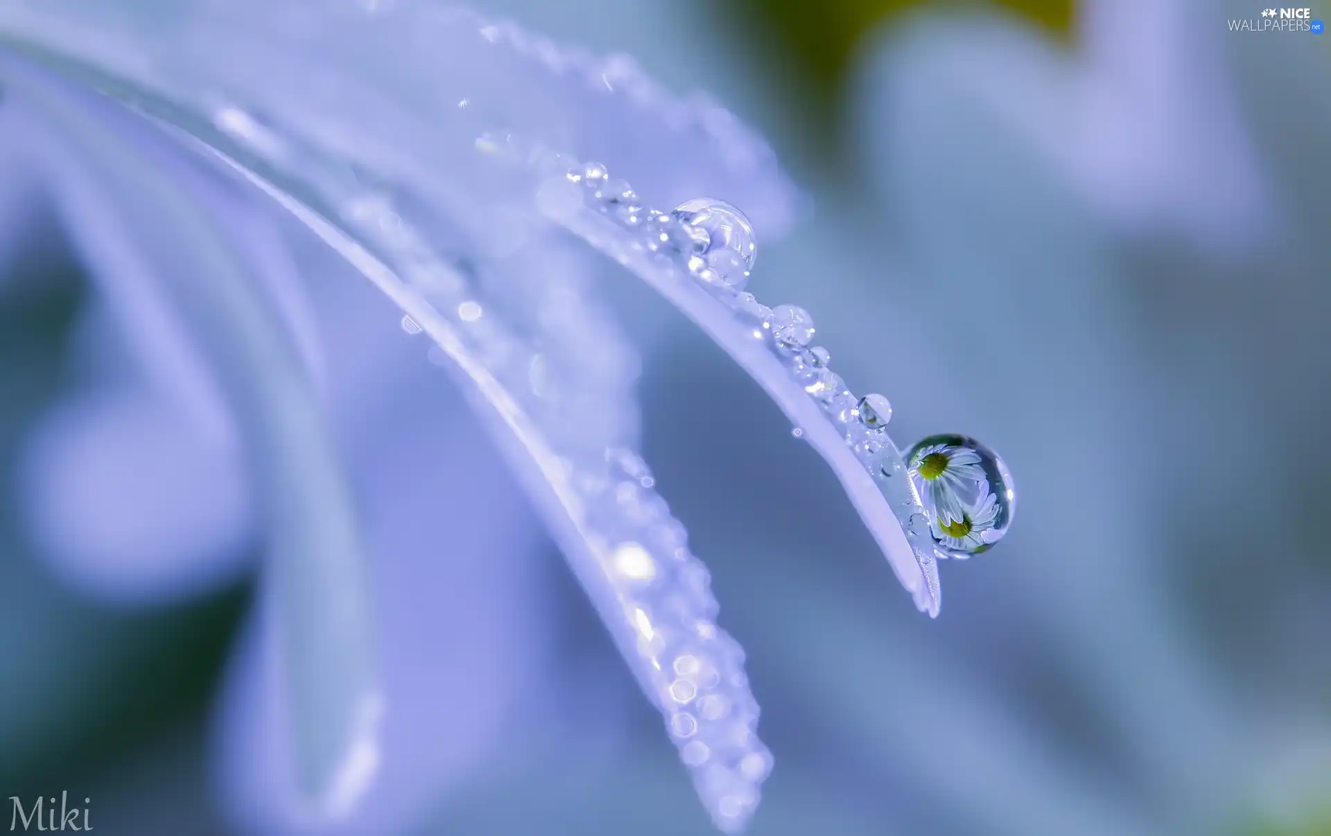 White, drops, Close, petal