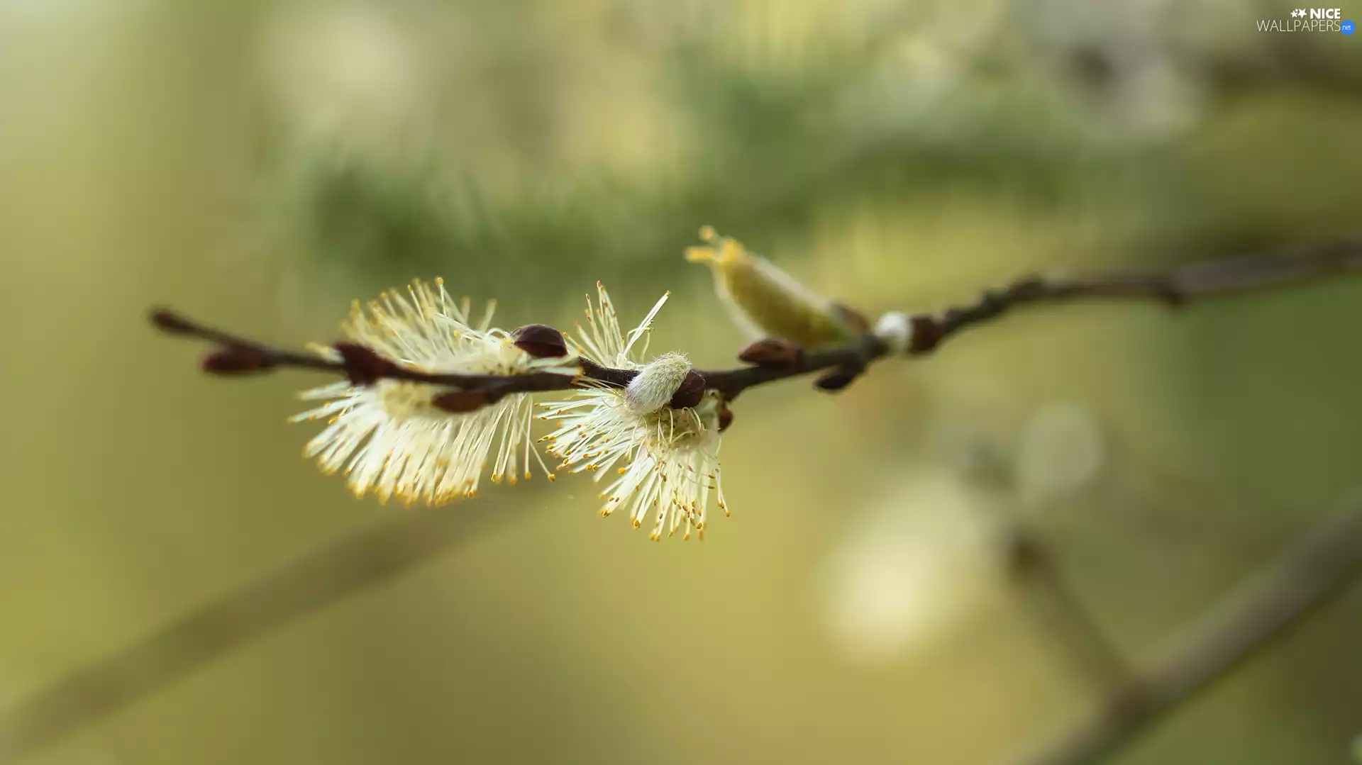 database, Close, Willow, puss, twig