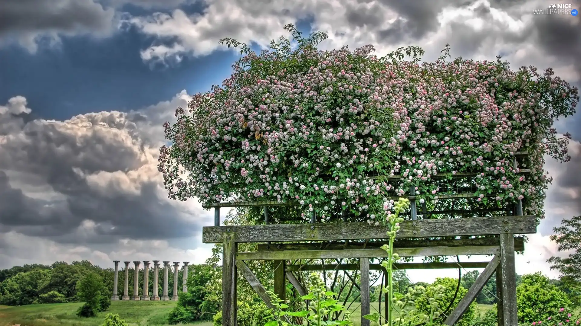 clouds, flower, Bush