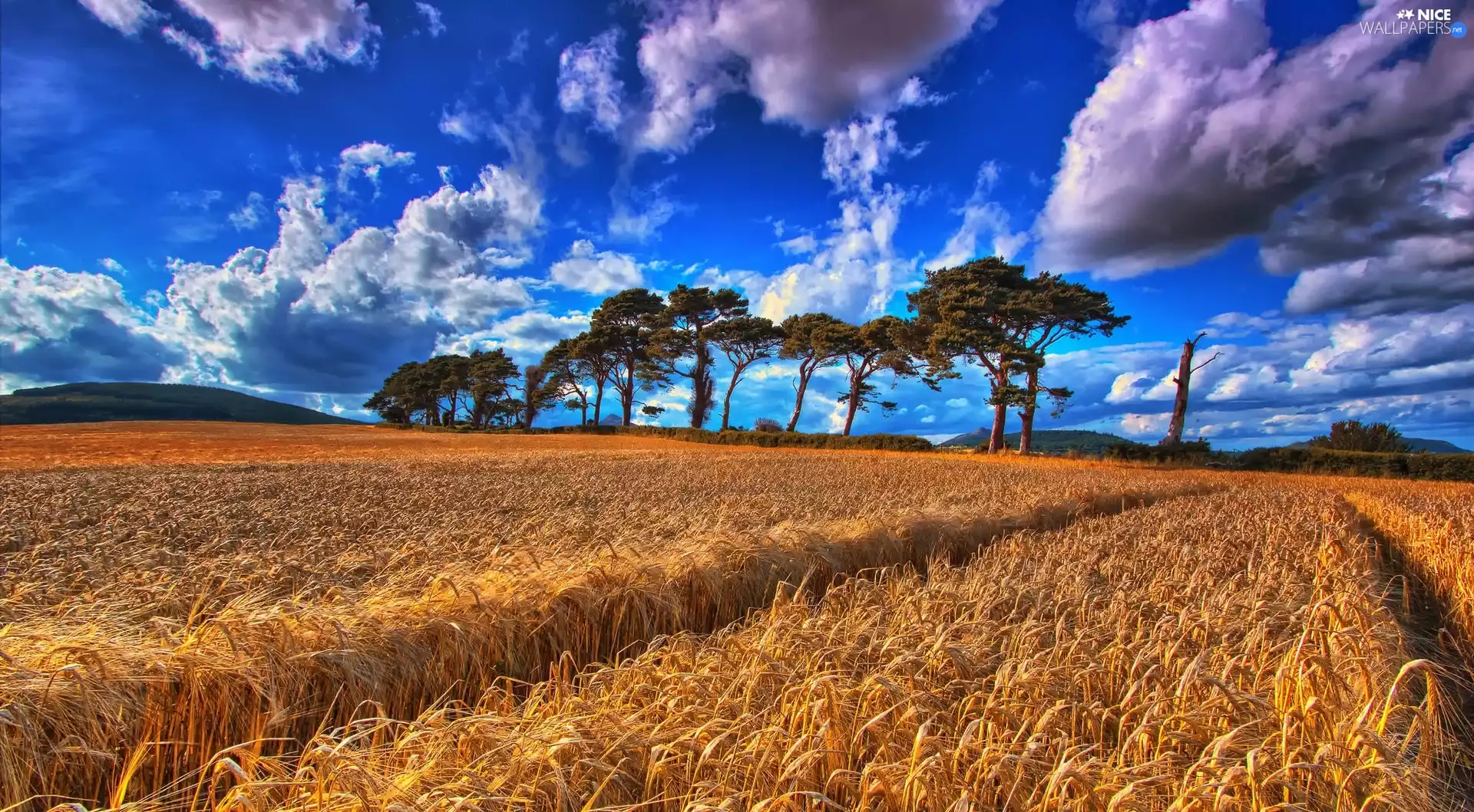 viewes, clouds, corn, trees, Field