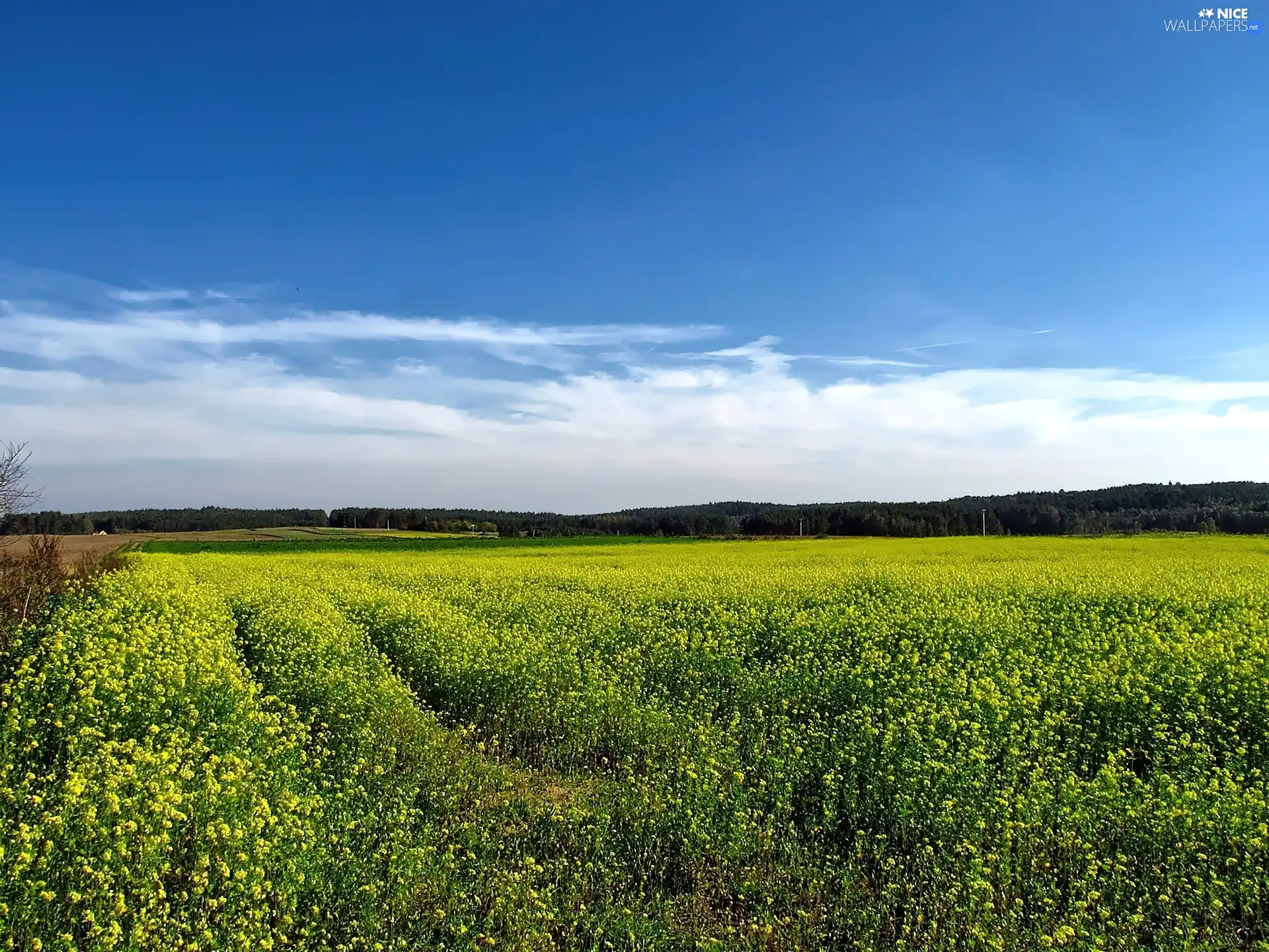 Field, forest, clouds, buckwheat