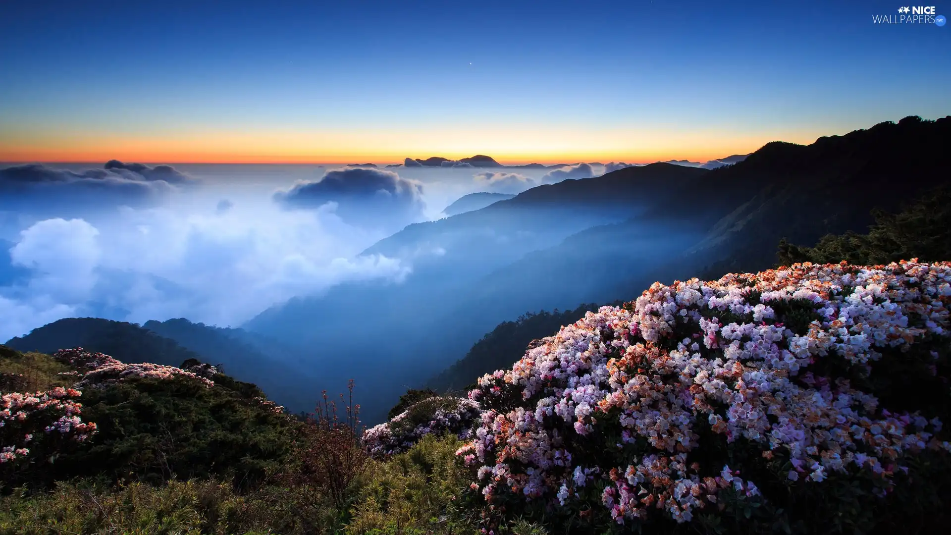 flower, Mountains, clouds, Bush