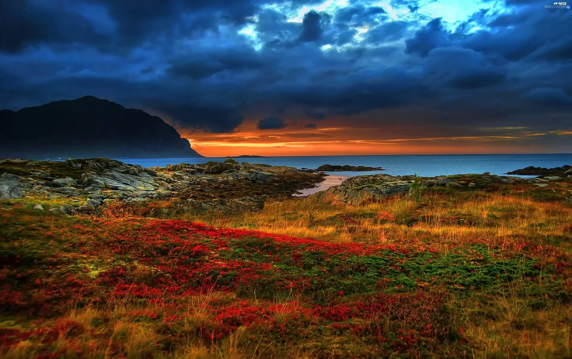 clouds, Wildflowers, Flowers