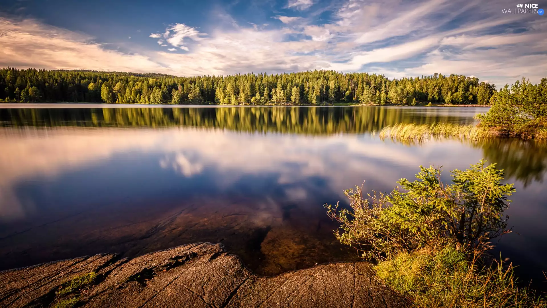 trees, lake, Bush, clouds, viewes, forest