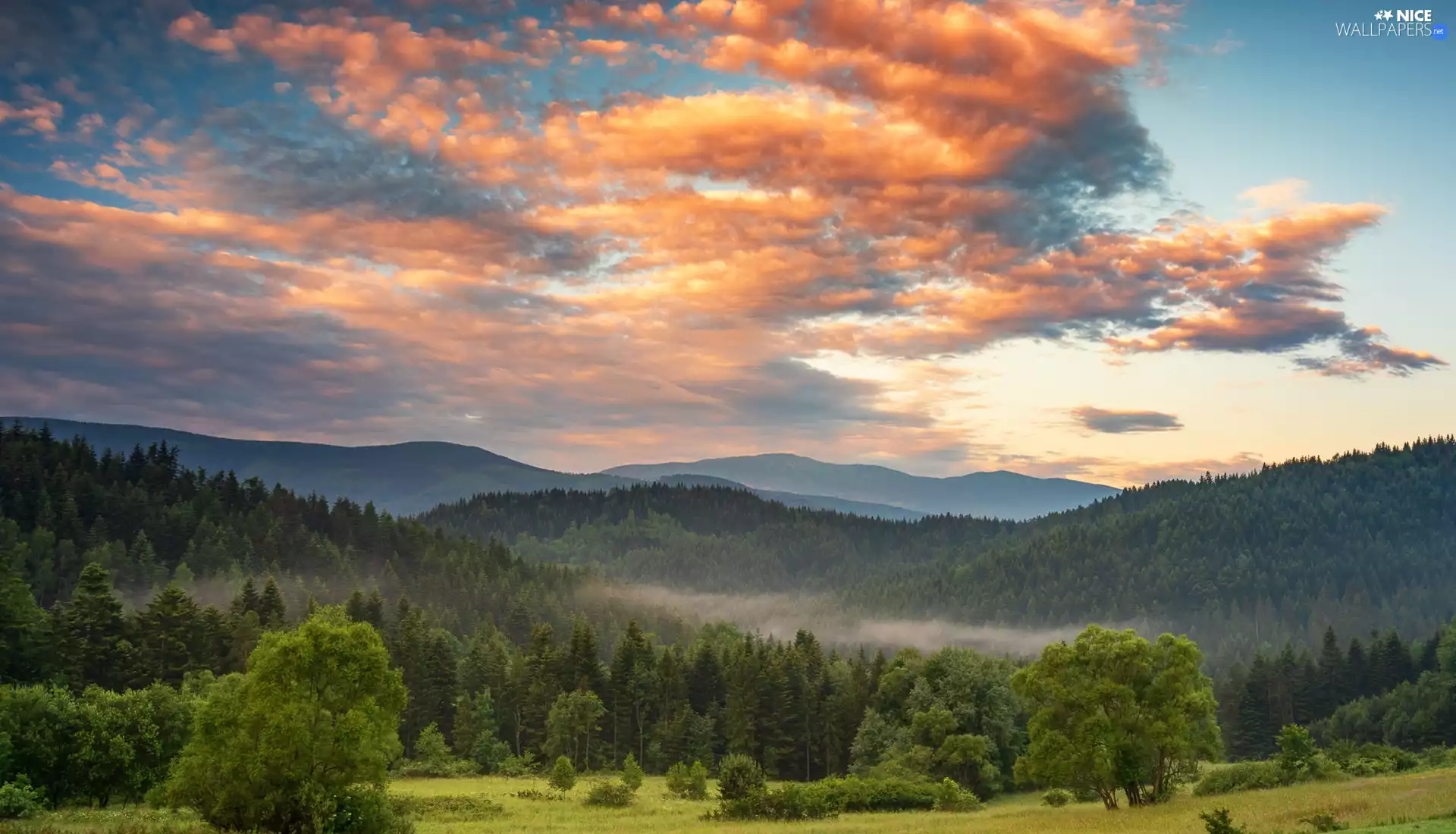 trees, Mountains, Fog, clouds, viewes, forest