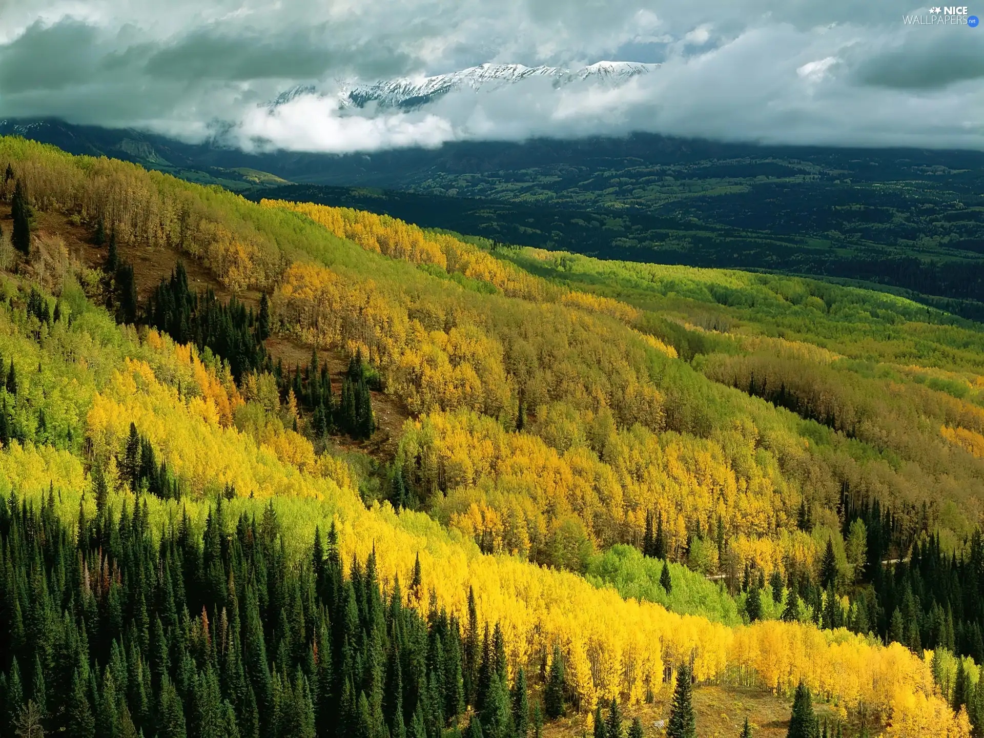 clouds, landscape, forest